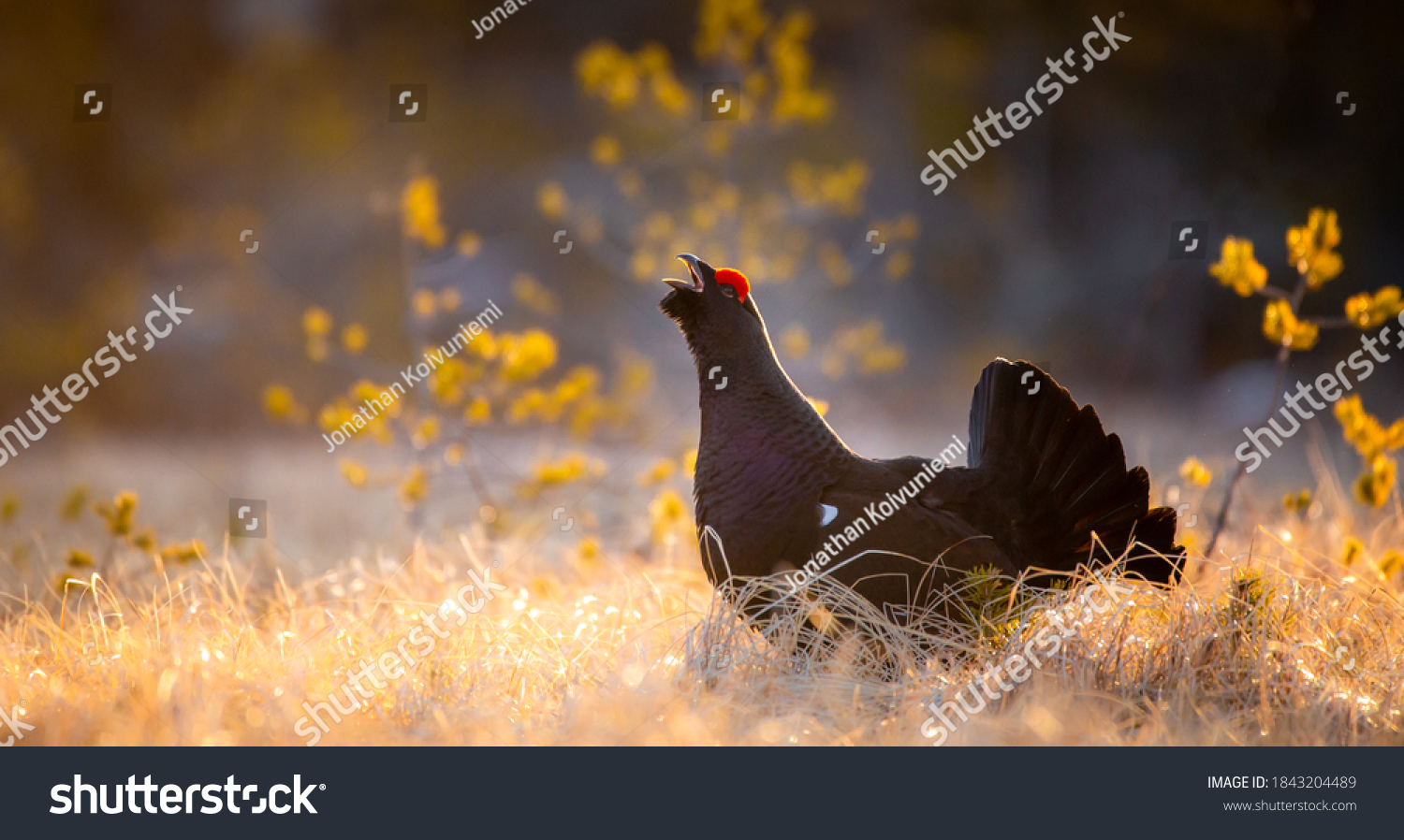 Rackelhahn shouting an early morning during spring in the Finnish forest. Rackelhahn is a rare hybrid bird between the western capercaillie and the black grouse. #1843204489