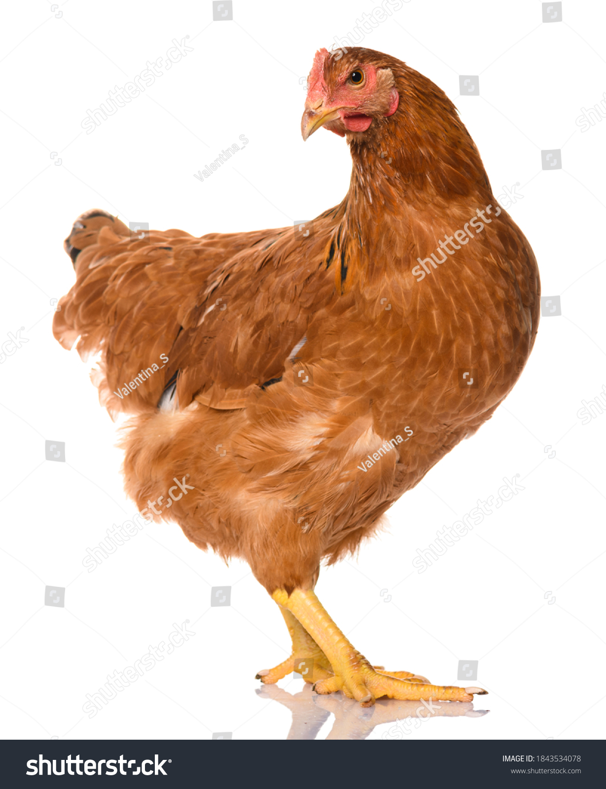one brown chicken isolated on white background, studio shoot #1843534078
