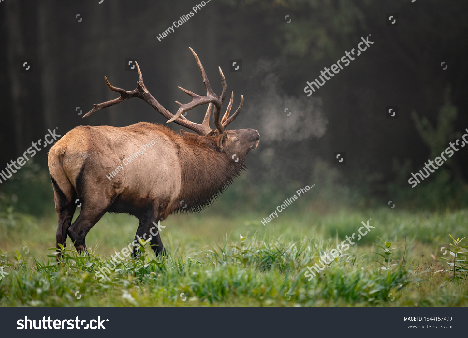 Bull Elk Rut in Autumn  #1844157499