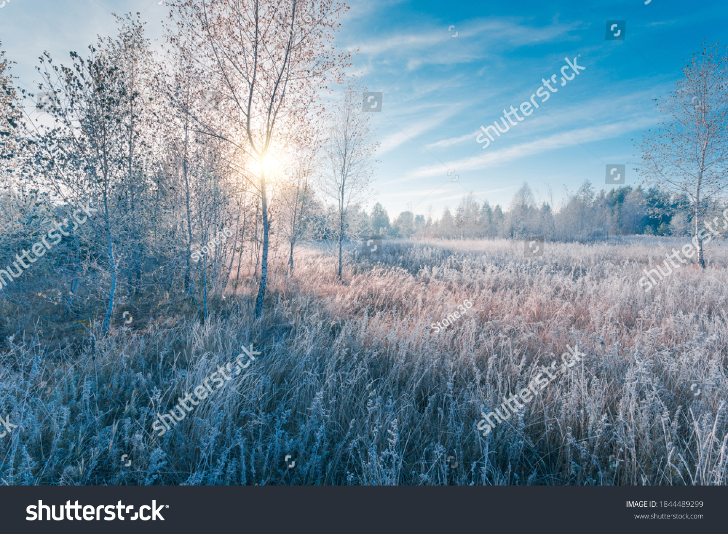 November dreamy frosty morning. Beautiful autumn misty cold sunrise landscape in blue tones. Fog and hoary frost on a scenic high grass copse.