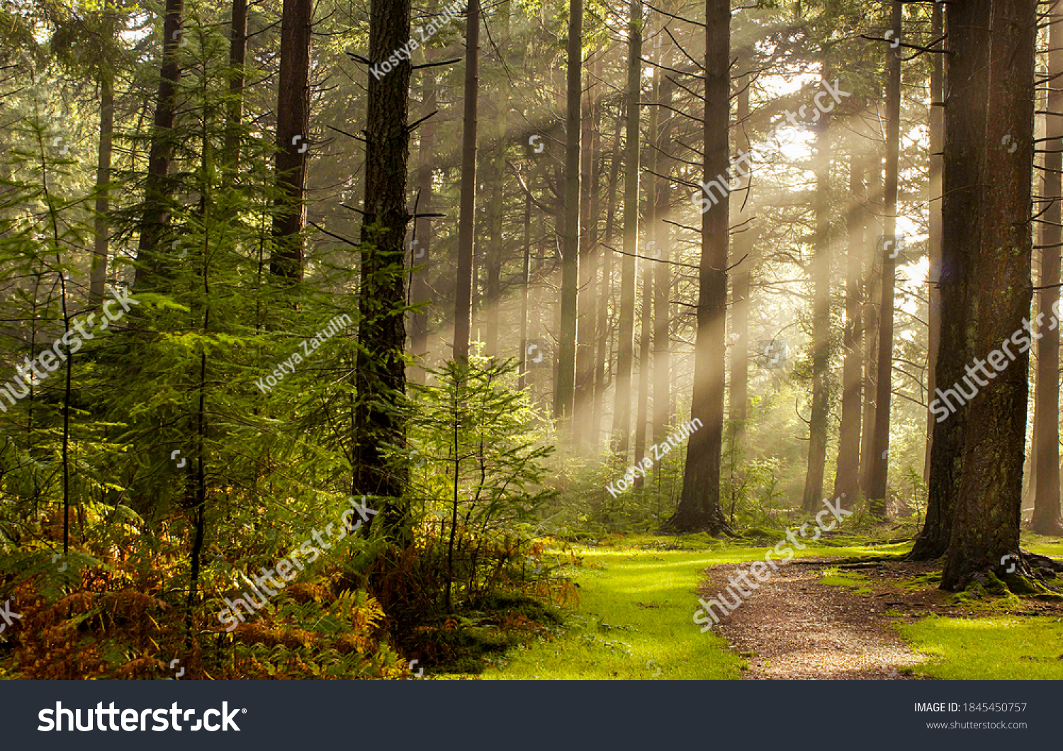 Forest path in the morning sun beam #1845450757