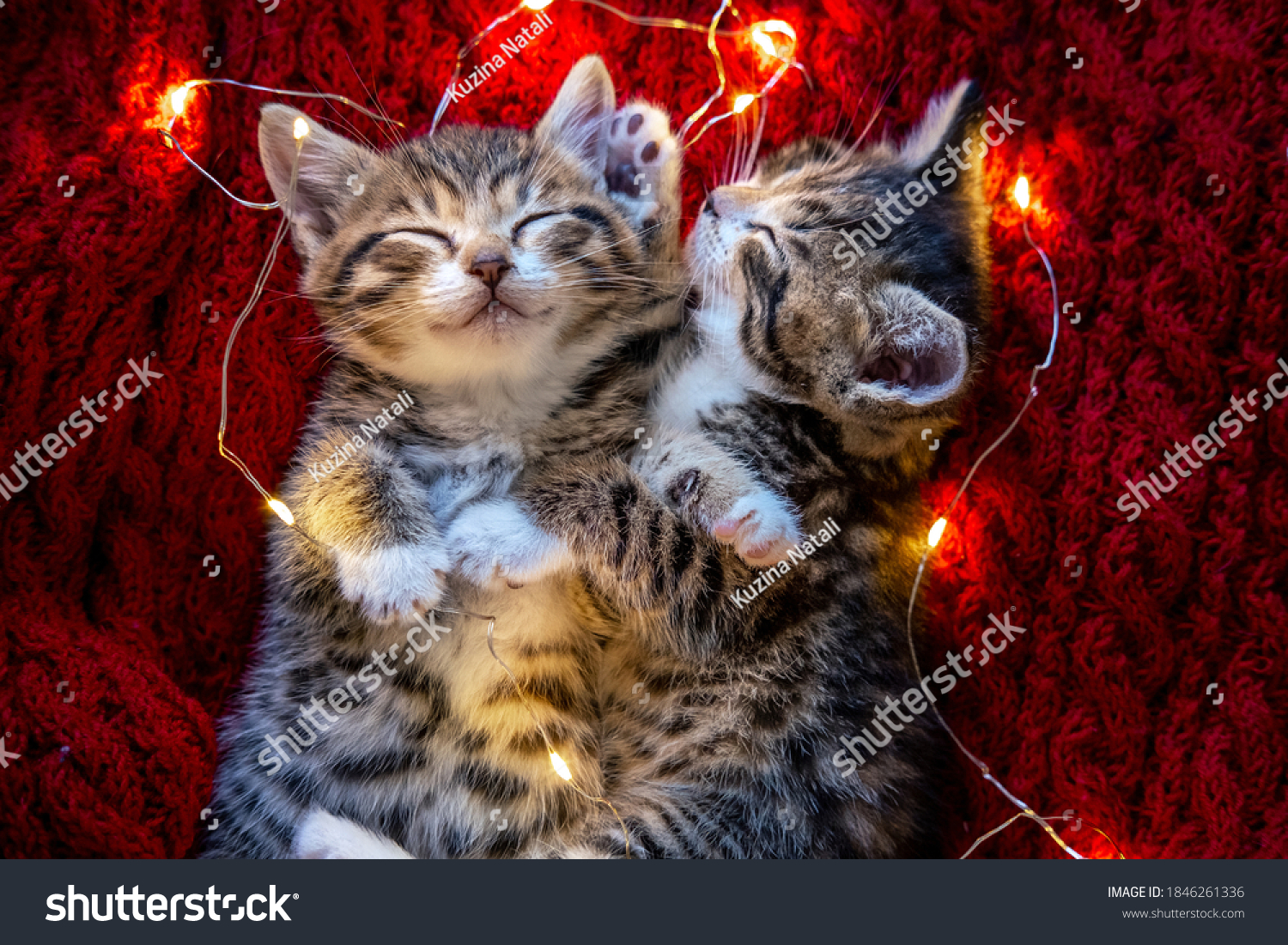 Christmas cats. Two cute little striped kittens sleeping on red background. Kitty with Christmas garland lights . #1846261336