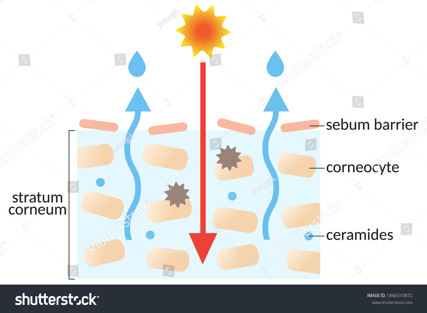 dry skin layer with stratum corneum and - Royalty Free Stock Vector ...