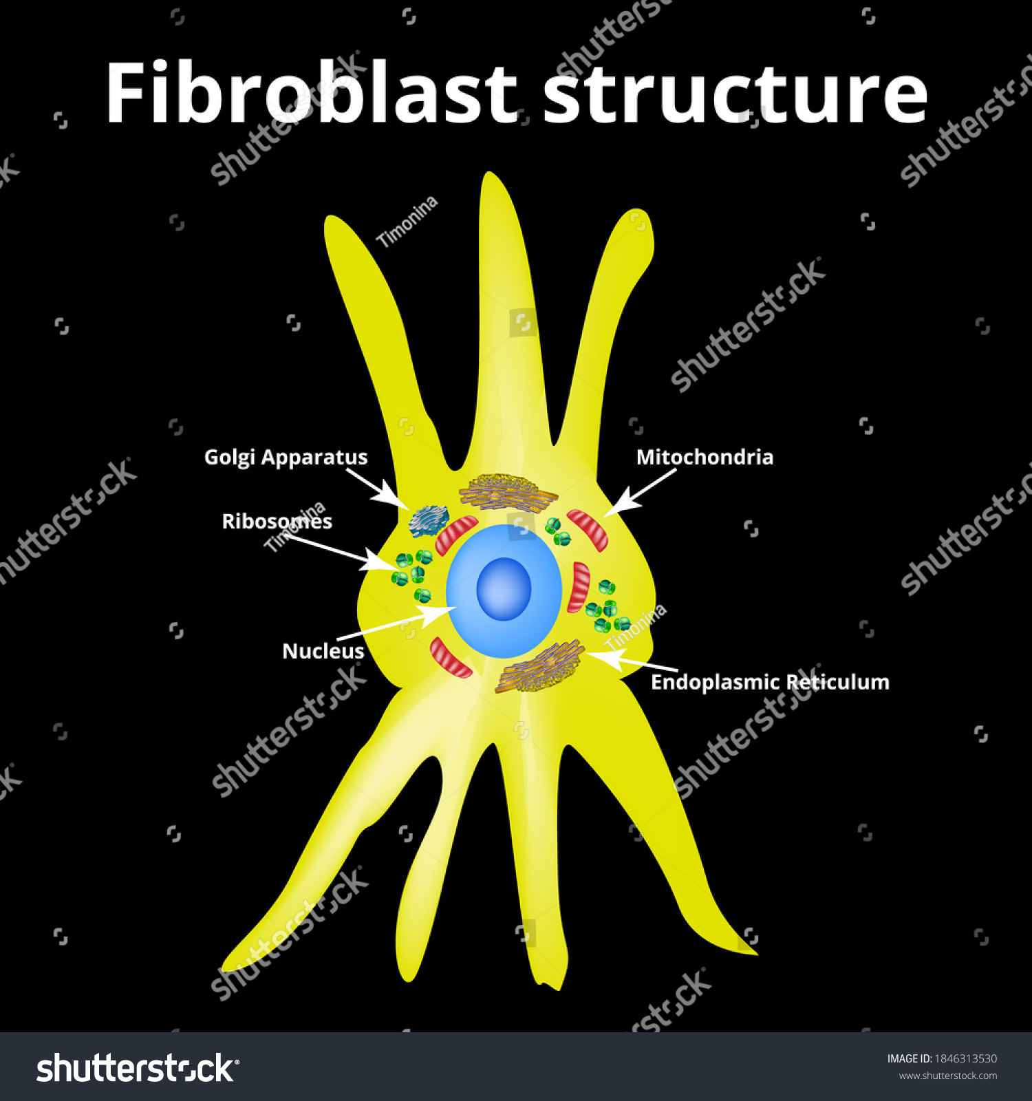 Fibroblast Structure Fibroblast Cell Vector Royalty Free Stock