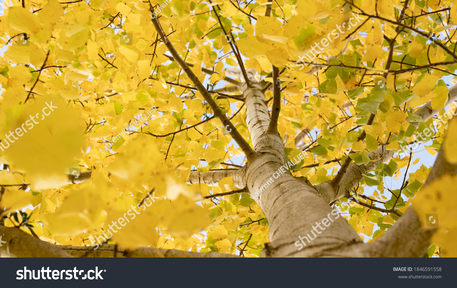 Common aspen or quaking aspen (Populus tremula). Beautiful tree from Europe. Yellow leaves in autumn. Golden tree. Morning lights #1846591558