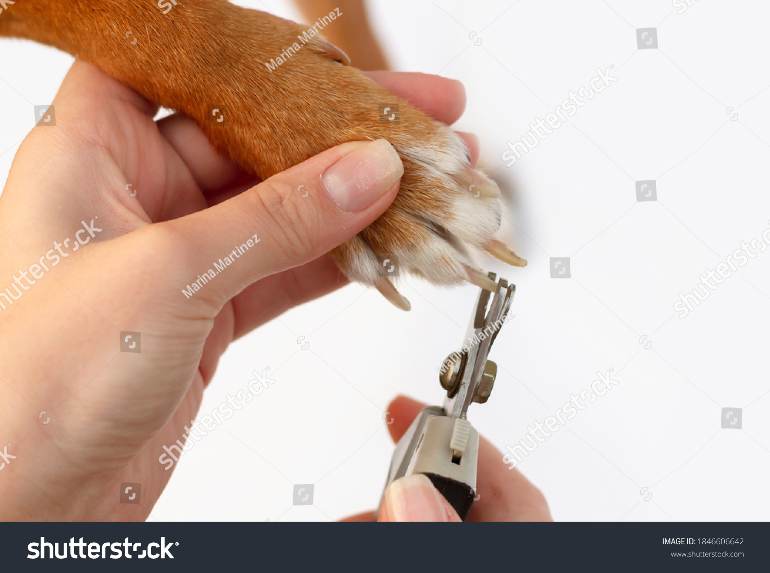 Сlose up of trimming the claws of a dog. the woman's hands are pruning the claws.the clippers. #1846606642