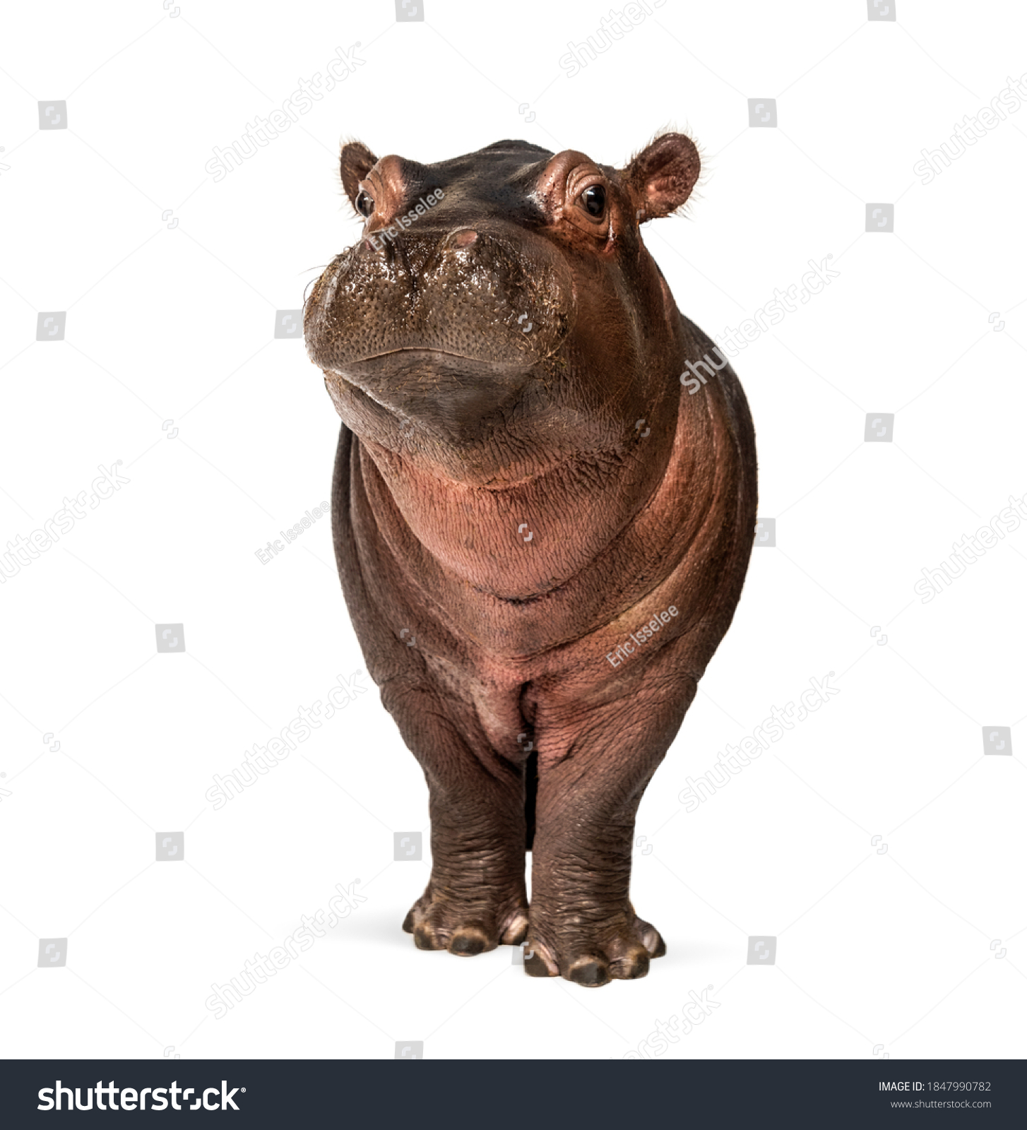 Hippo calf, 3 months old, isolated, Hippopotamus amphibius #1847990782