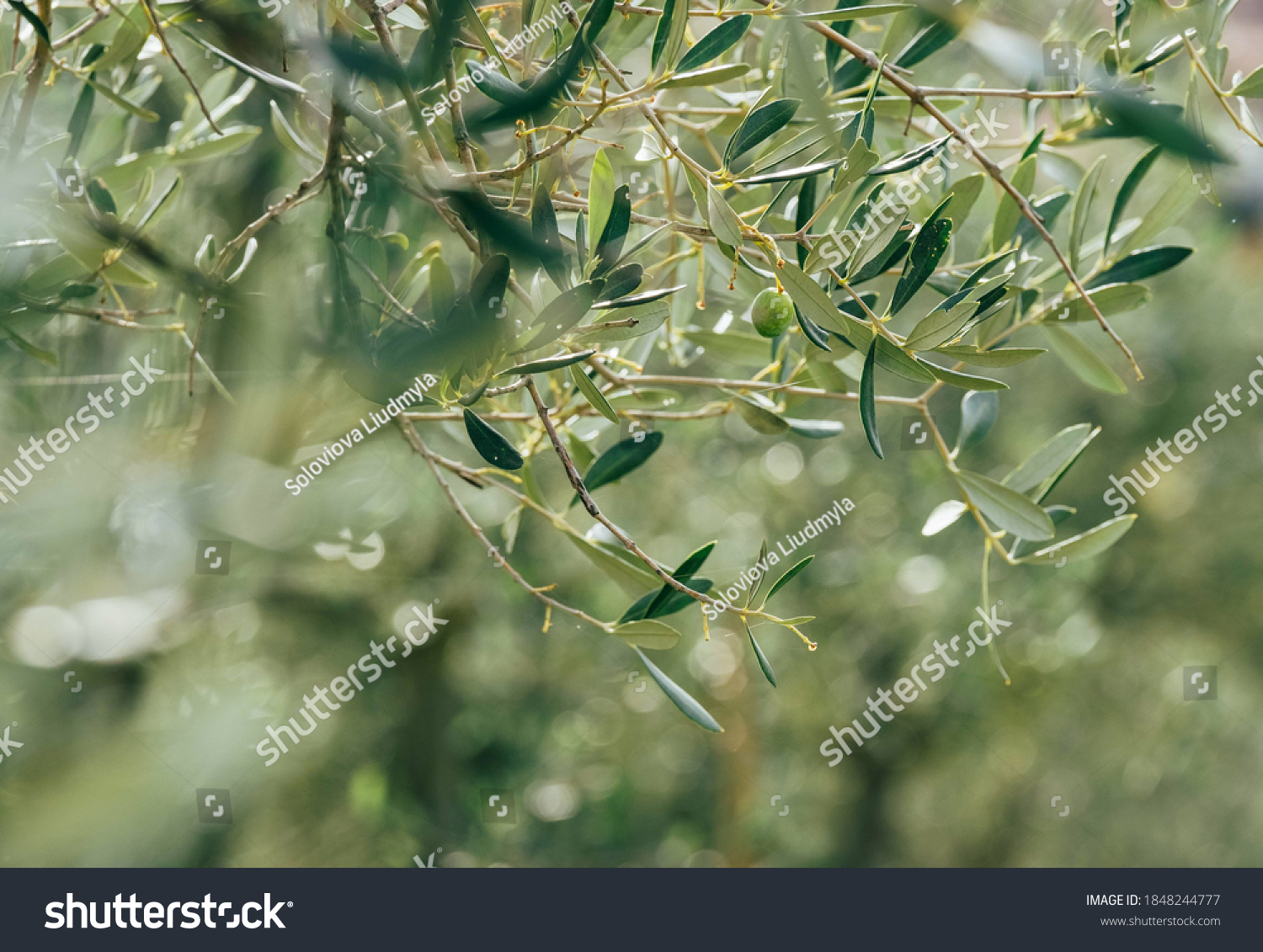 Alone green olive on the olive tree branch with unfocused blurred background with green foliage and bright morning dew drops on the leaves. Eco food and a Mediterranean agriculture concept image #1848244777