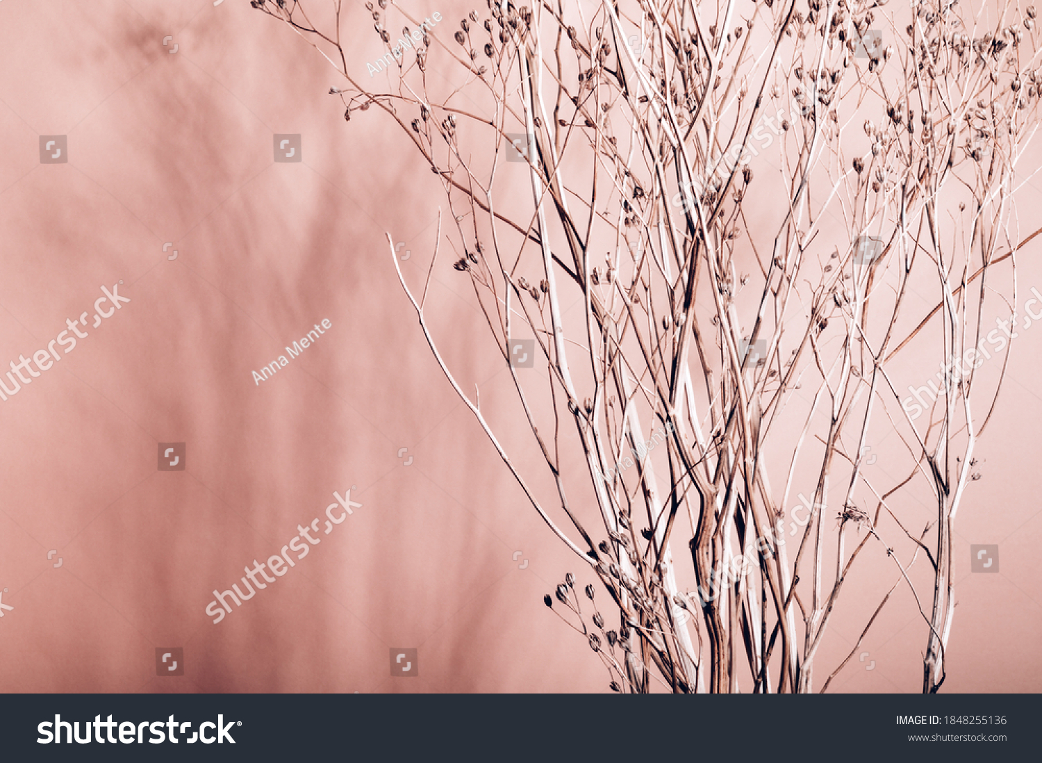 Home interior floral decor from natural dry flowers or twigs. Strong shadows on pink background #1848255136