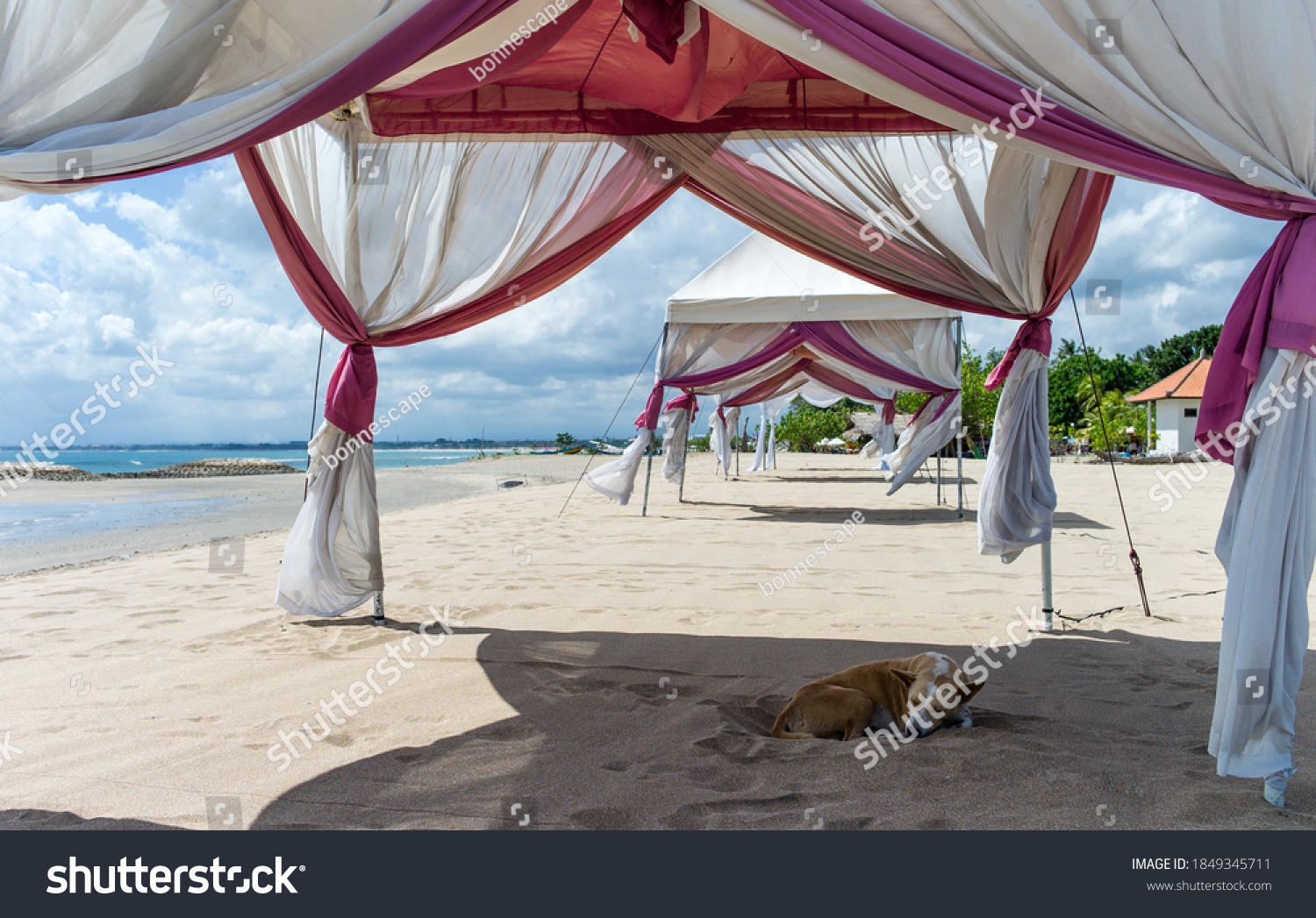 Poor estray dog sleeping in the sand in the leafy bower of a luxury pavilion at Bali beach #1849345711