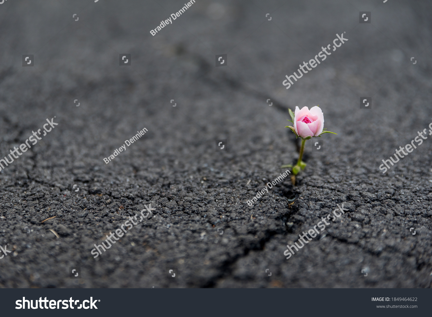 Strong and beautiful flower growing resiliently out of crack in dark asphalt #1849464622