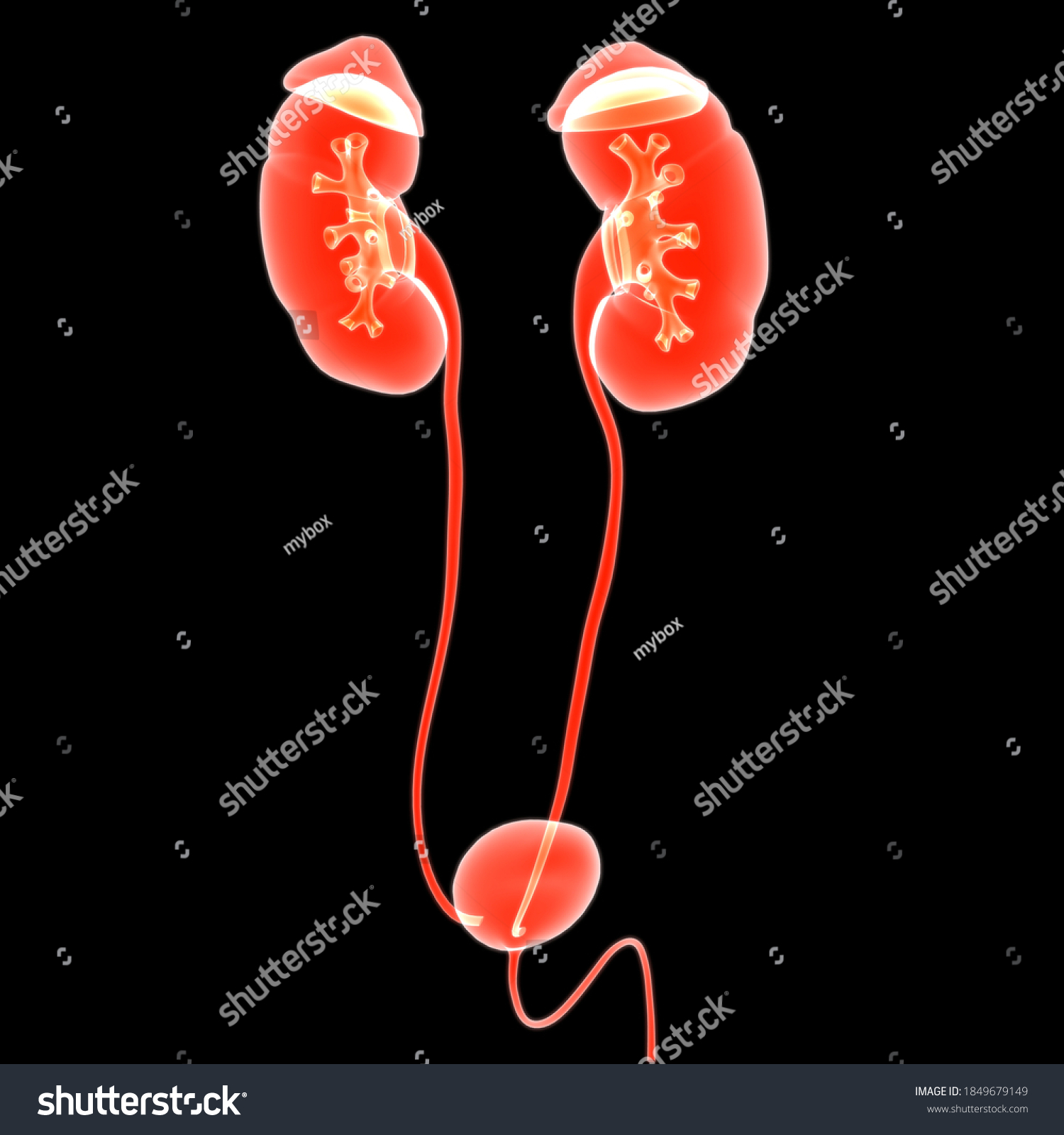 Human Urinary System Kidneys With Bladder Royalty Free Stock Photo