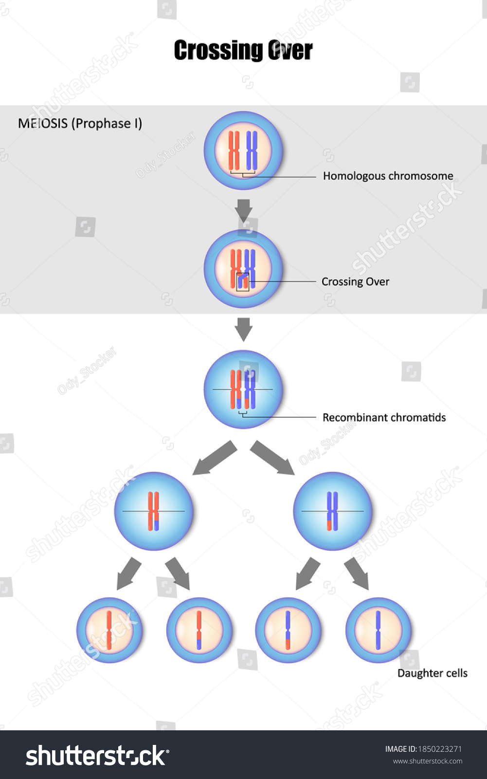 Diagram Of Crossing Over, Genetic Recombination, - Royalty Free Stock ...