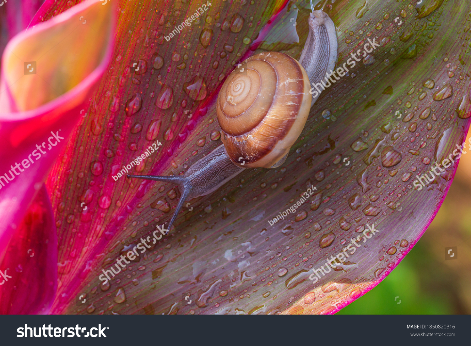 Small brown snail on green leaf,Snail crawling on leaf,Abstract drops of water on flower leaf,Africa, Thailand, Animal, Animal Shell, Animal Wildlife #1850820316