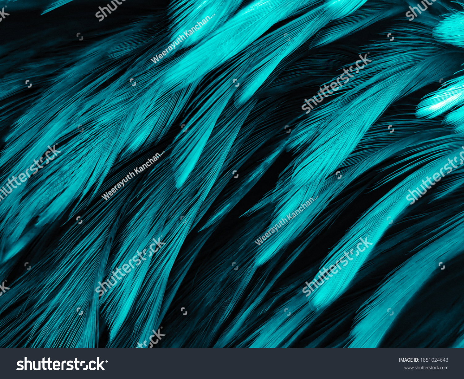 Blurred beautiful abstract green feathers on dark background and black feather texture on dark pattern and green background, yellow feather wallpaper, love theme, valentines day, green texture #1851024643