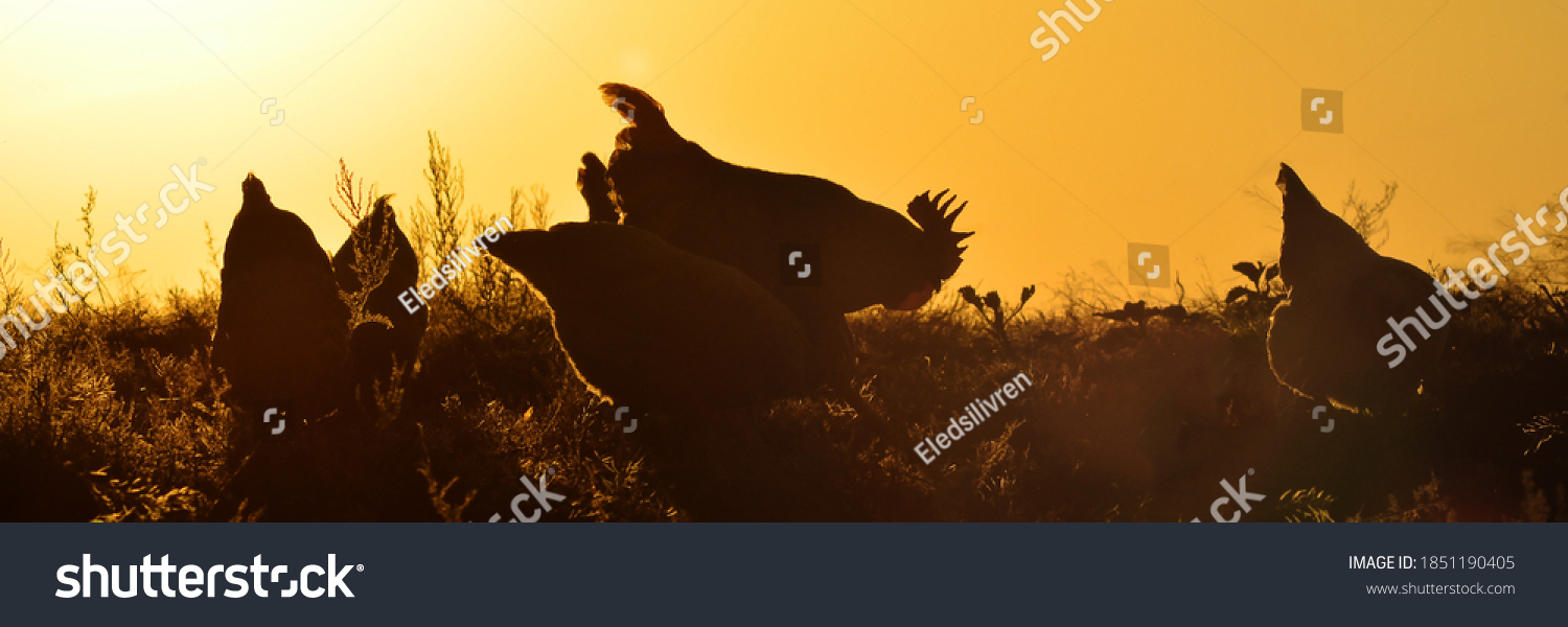 Silhouettes of a rooster and hens against the sunset. Copy space for text. #1851190405
