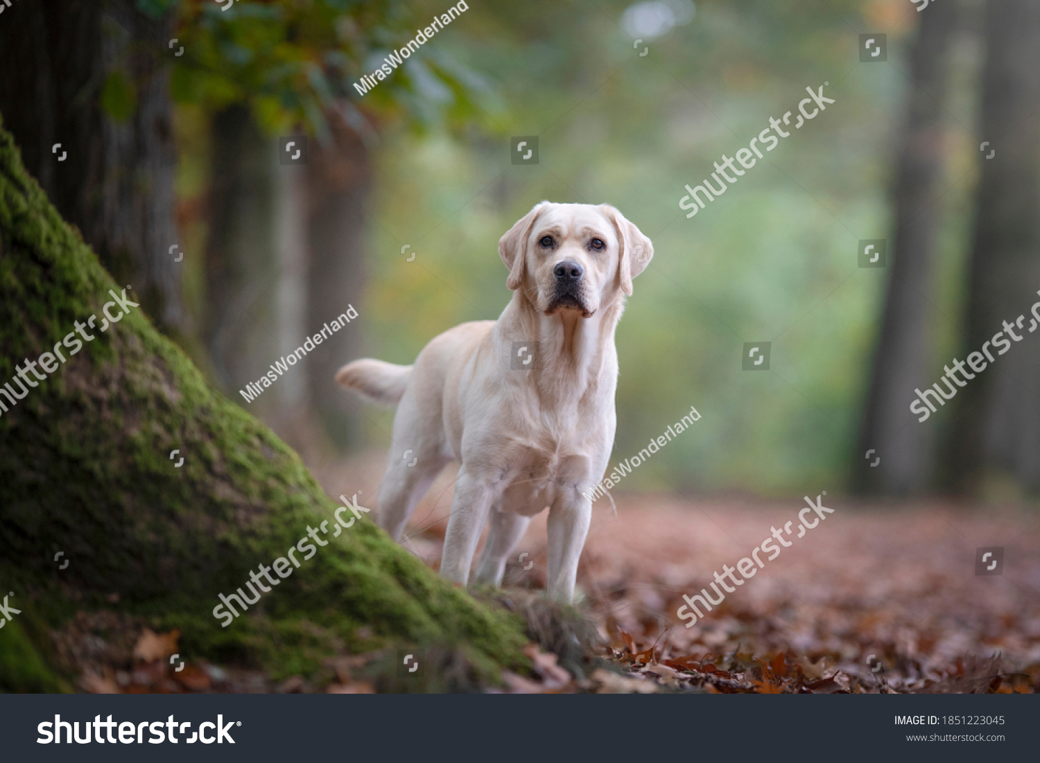 Pretty yellow labrador retriever standing in a forest lane #1851223045