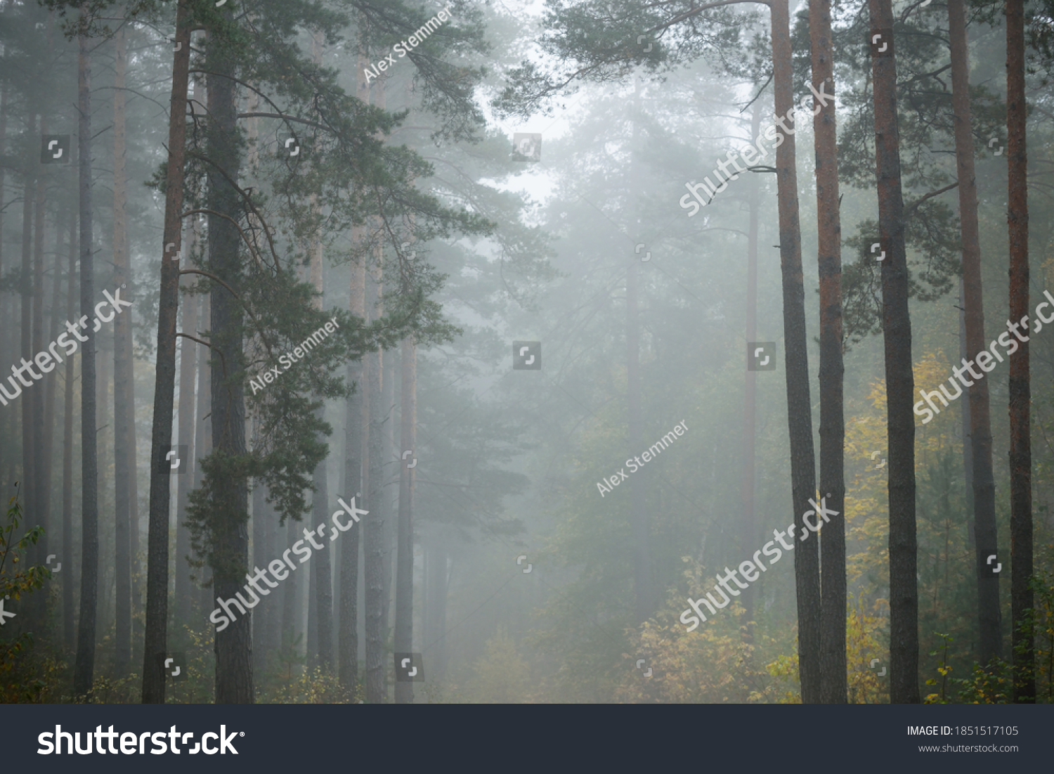 Dark atmospheric landscape of the evergreen forest in a fog at sunrise. Pine, fir, birch trees, green and golden plants close-up. Ecology, autumn, ecotourism, environmental conservation. Europe #1851517105