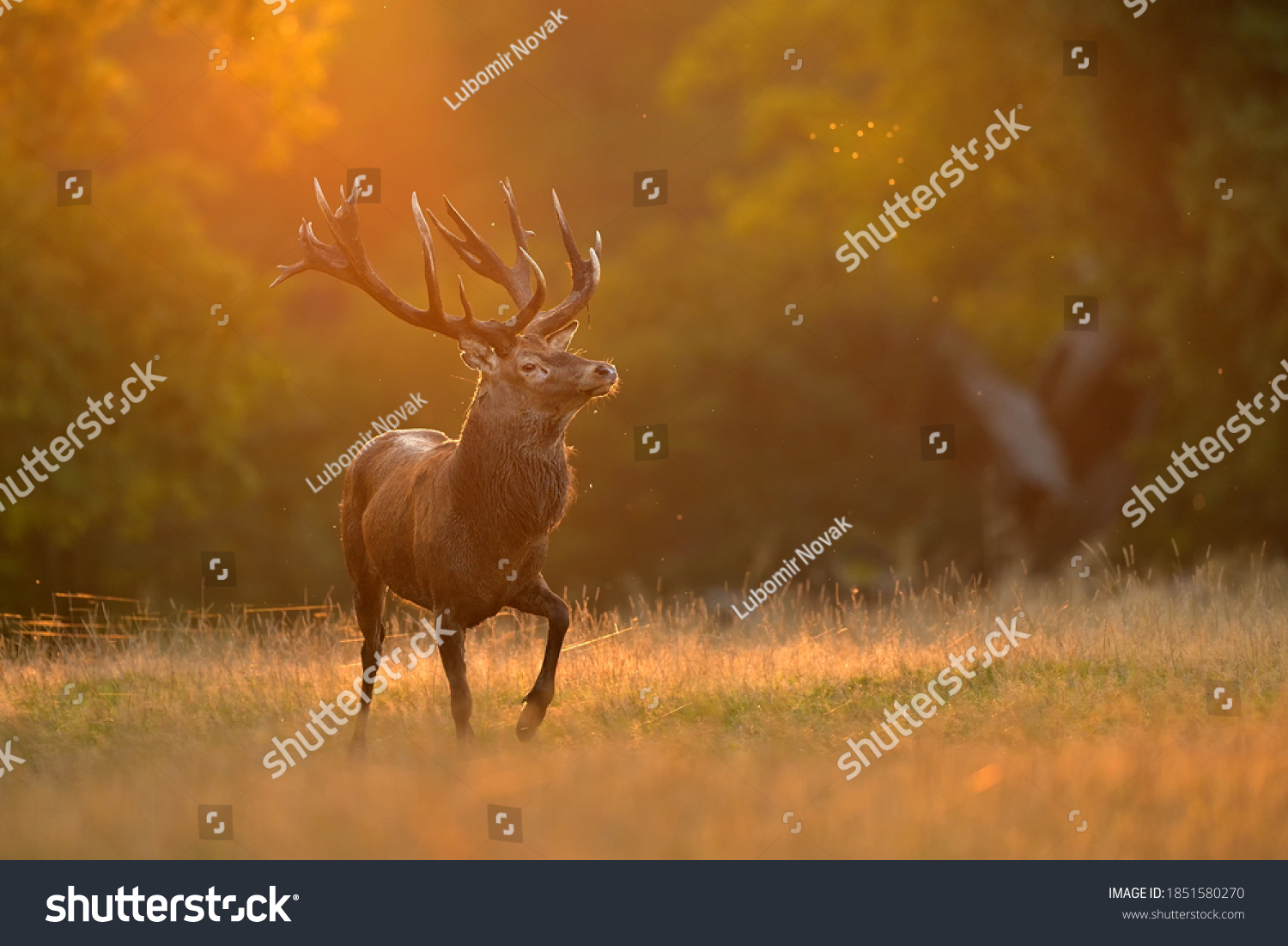 Portrait of the Red deer ( Cervus elaphus ) rutting season in the natural enviroment #1851580270