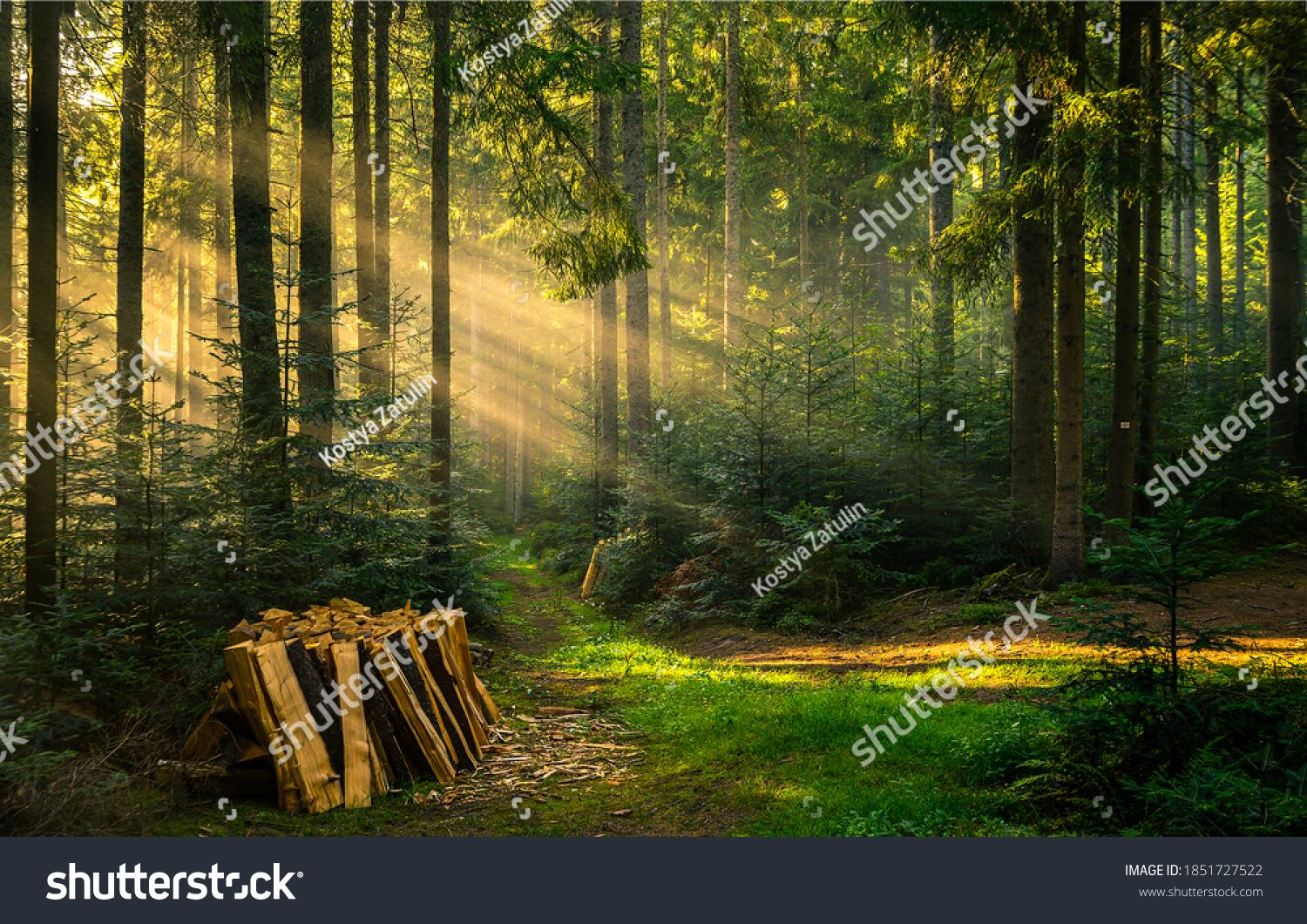 Woodpile trees in magic forrest. Forest sun beam background #1851727522