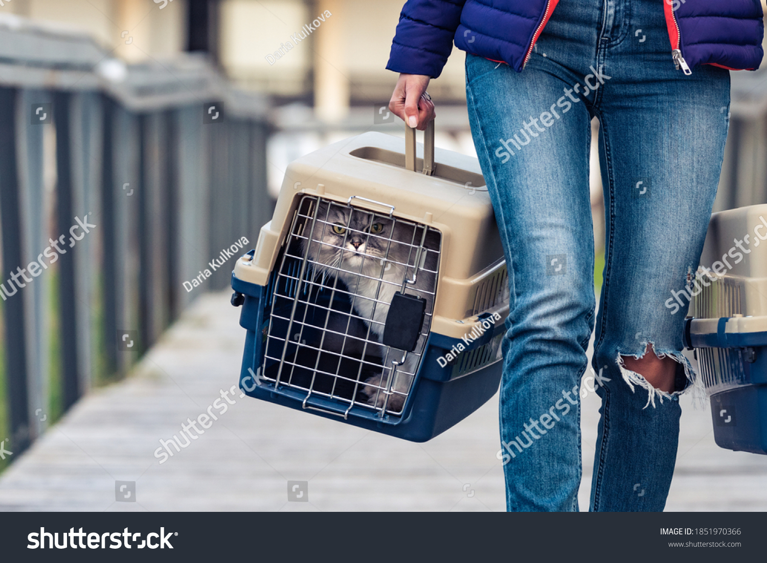 Woman carrying her cat's in a special plastic cage or pet travel carrier. Moving a cat to a new house #1851970366
