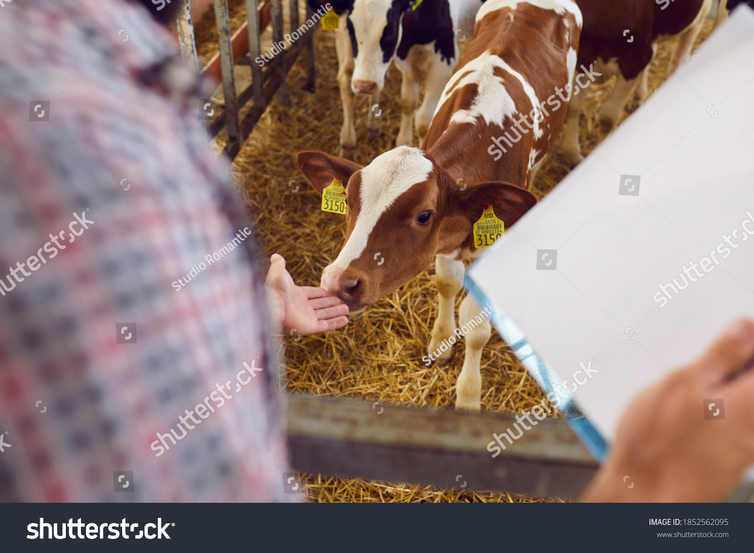 Over shoulder close-up of farmer with clipboard taking care of cute little calf with ear tags standing in cow barn on cattle farm. Concepts of ranch farming business and livestock monitoring #1852562095