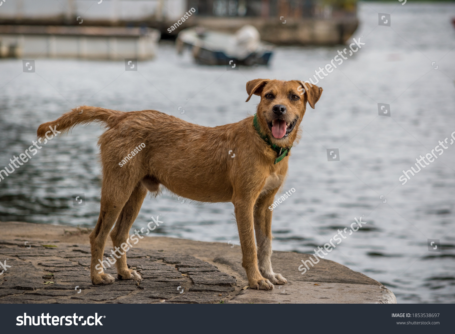 Local mutt dog on the banks of the Paraguaçu river in the city of Cachoeira, Brazil #1853538697