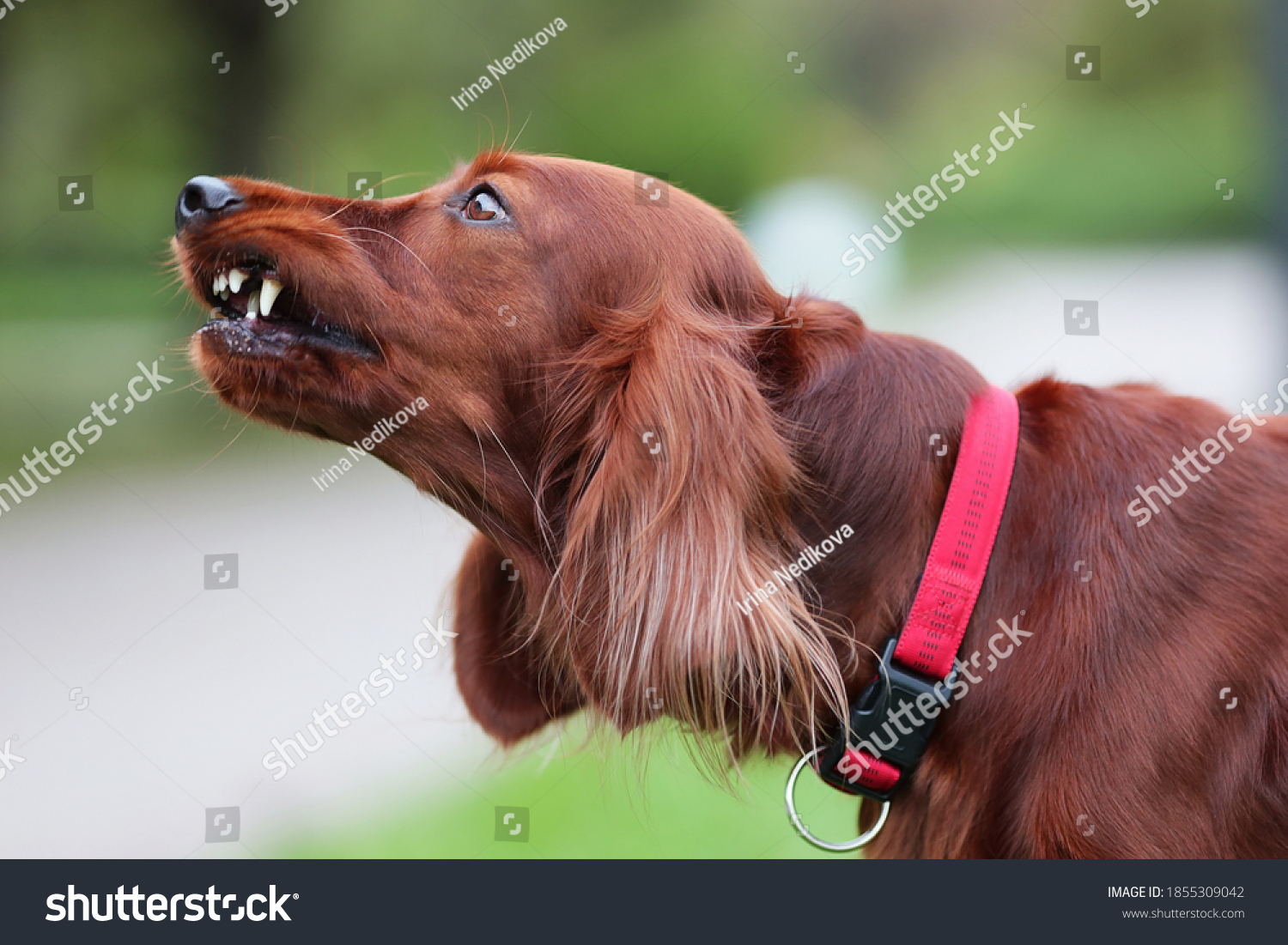 Red irish setter dog is roaring for protection at nature. Close up potrait of pet. #1855309042