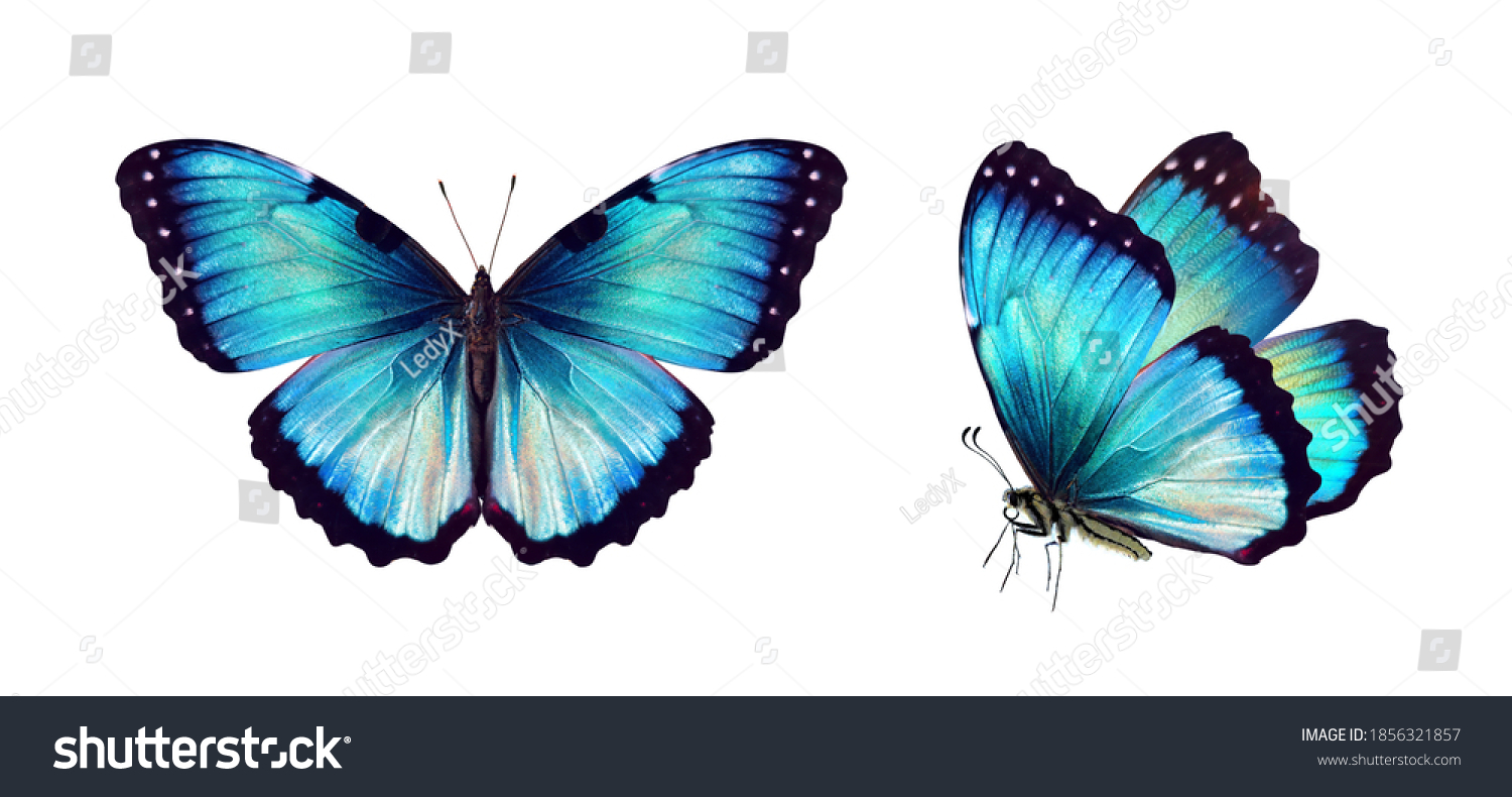 Set two beautiful blue turquoise tropical butterflies with wings spread and in flight isolated on white background, close-up macro. #1856321857