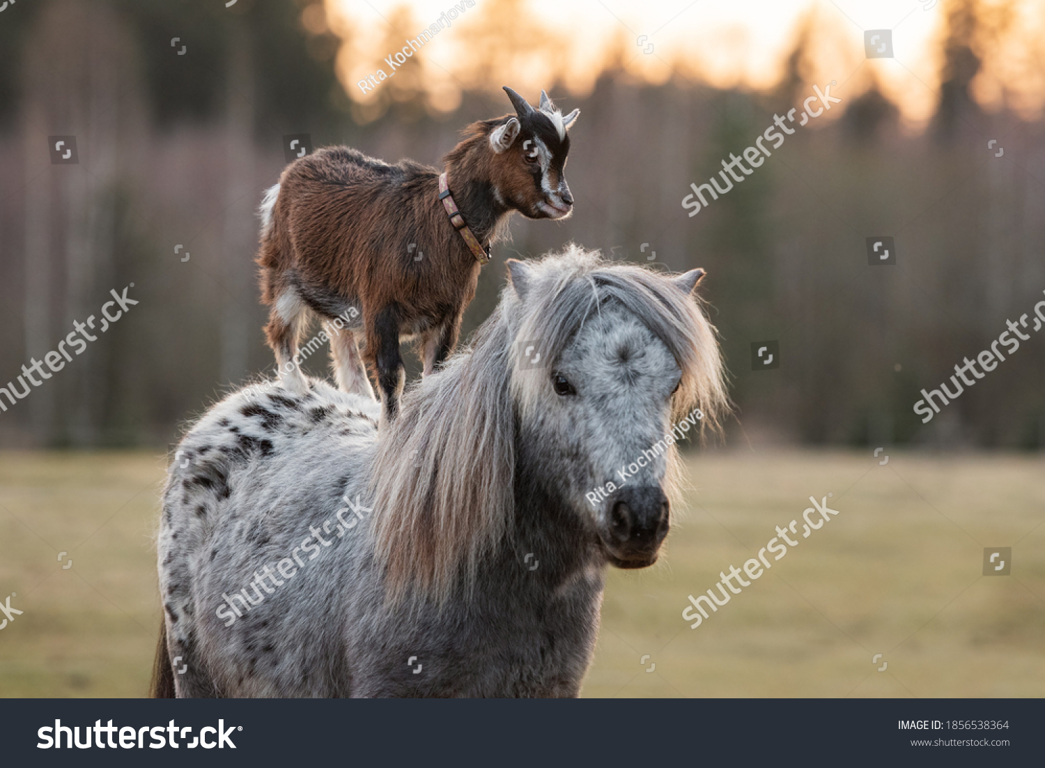 Little goat riding appaloosa pony. Friendship of pony and goat. Funny animals. #1856538364