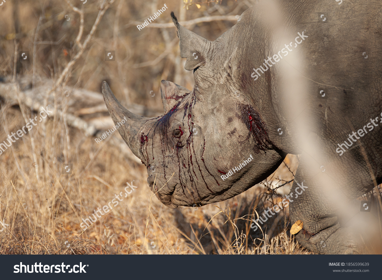 Bloody and beaten Black Rhino seen on a safari in South Africa #1856599639