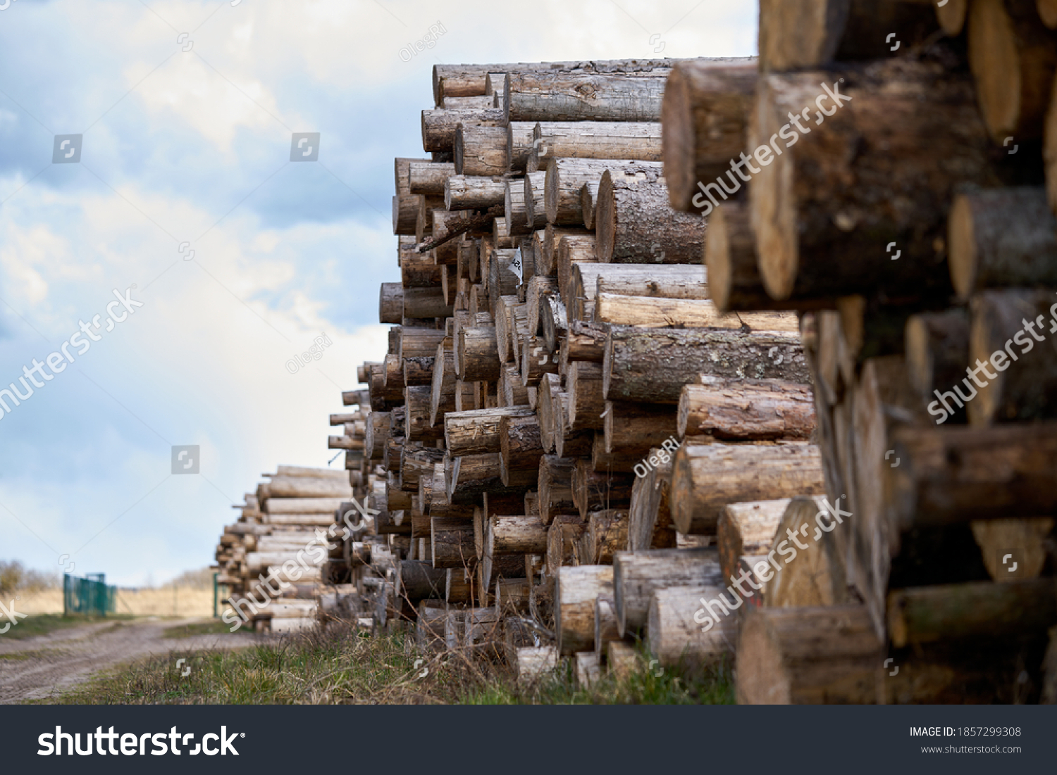Rows of piled of logs , waiting to be processed, at a local rural lumber mill, made into lumber for construction. #1857299308