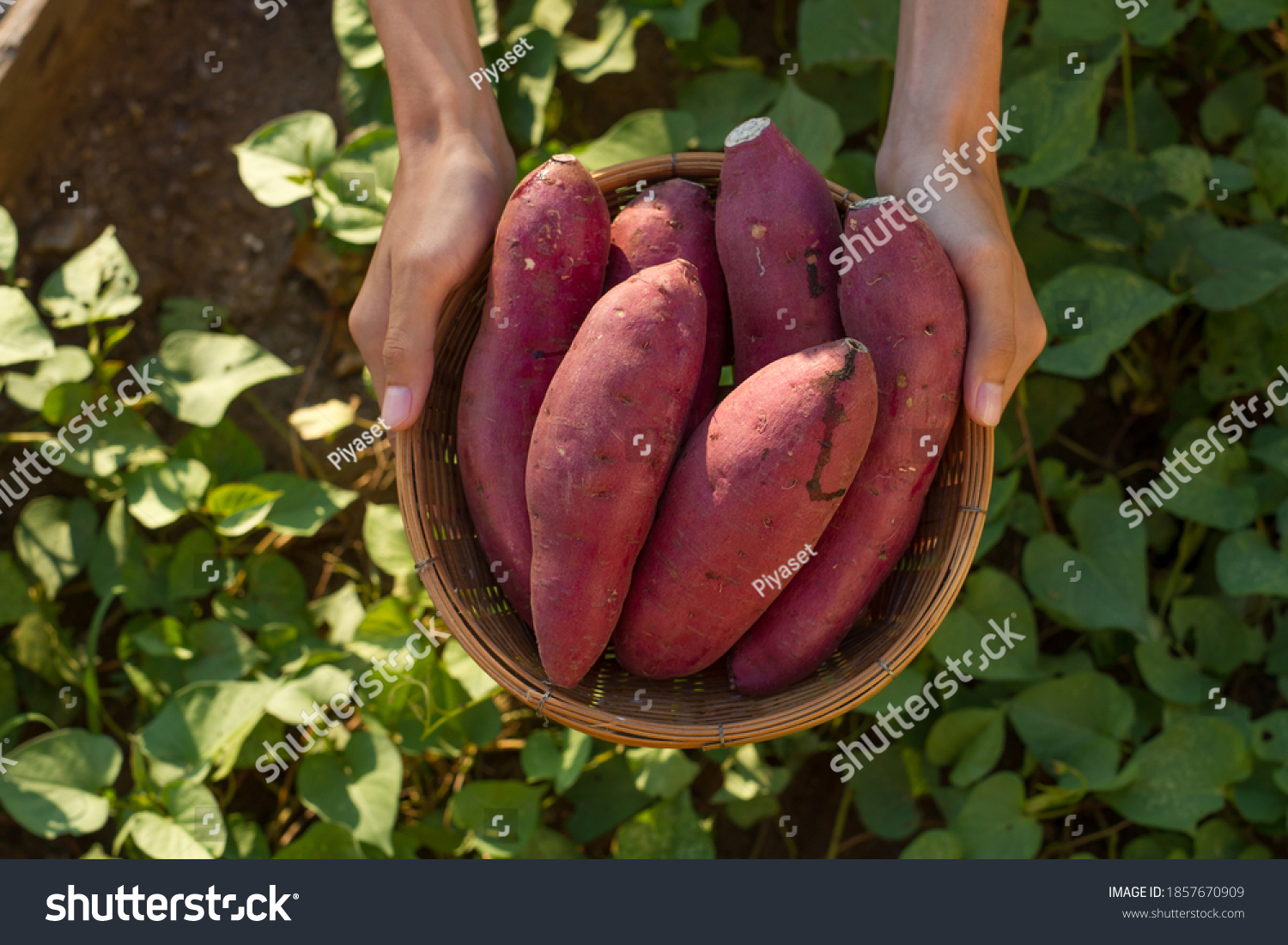 Farmer hold Fresh sweet potato product in wood basket with green leaf of sweet potato plant on background #1857670909