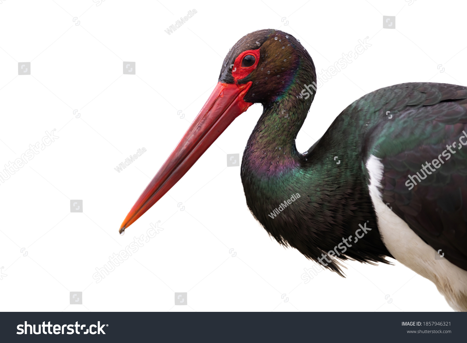 Close up of black stork, ciconia nigra, looking into camera isolated on white background. Attentive wild bird with water droplets on dark feather cut out on blank. Head of animal wildlife in detail. #1857946321