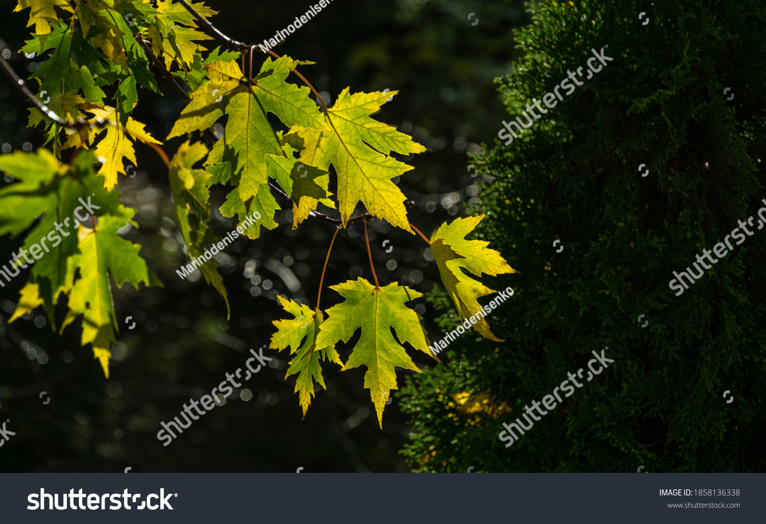 Maple Acer saccharinum with  green leaves against sun. Close-up bright foliage on Acer saccharinum on dark greenery background. Nature concept for any design. Selective focus. Place for your text #1858136338