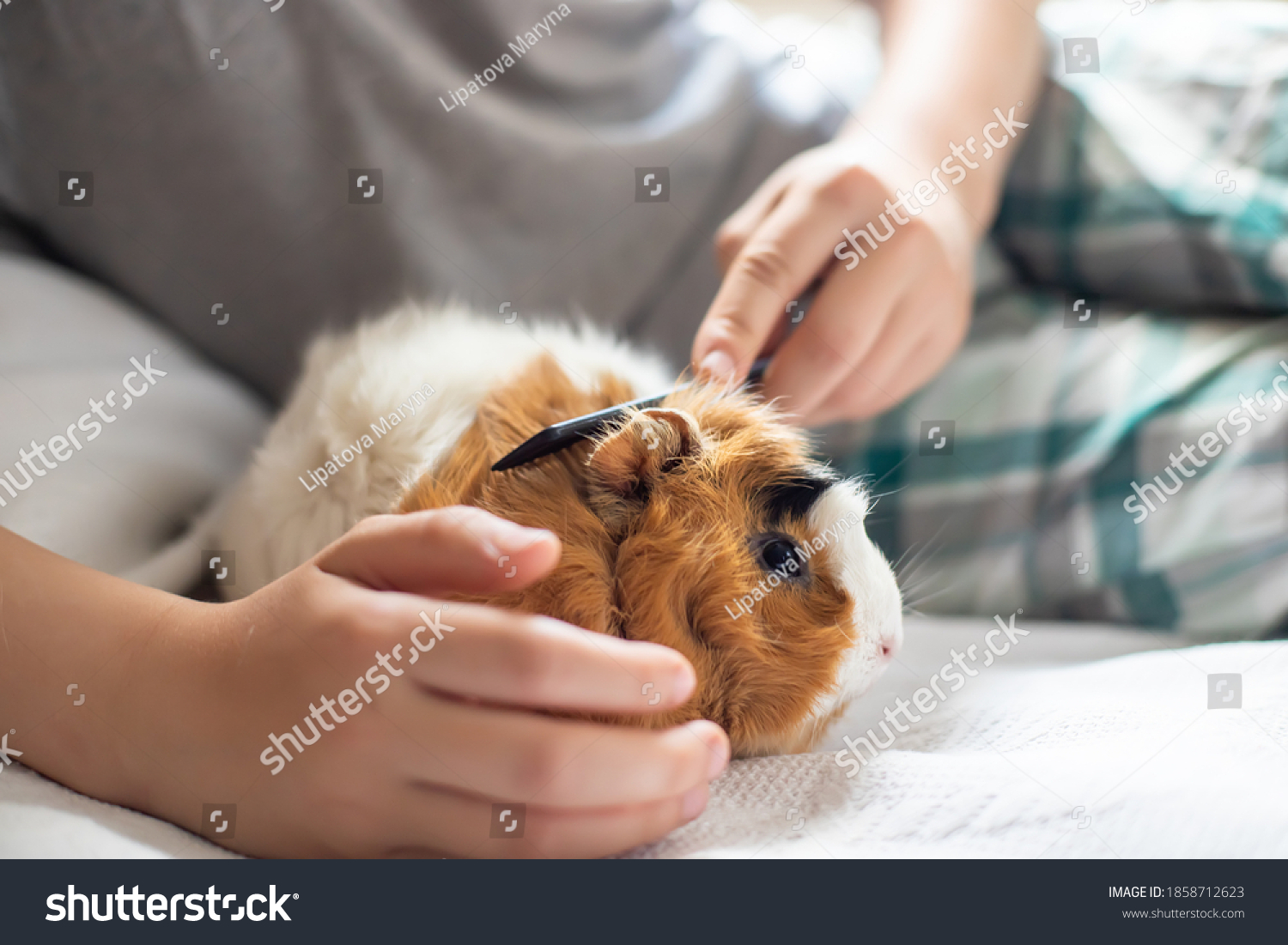 boy combs a guinea pig. Wool care pets. Long-necked rodent #1858712623