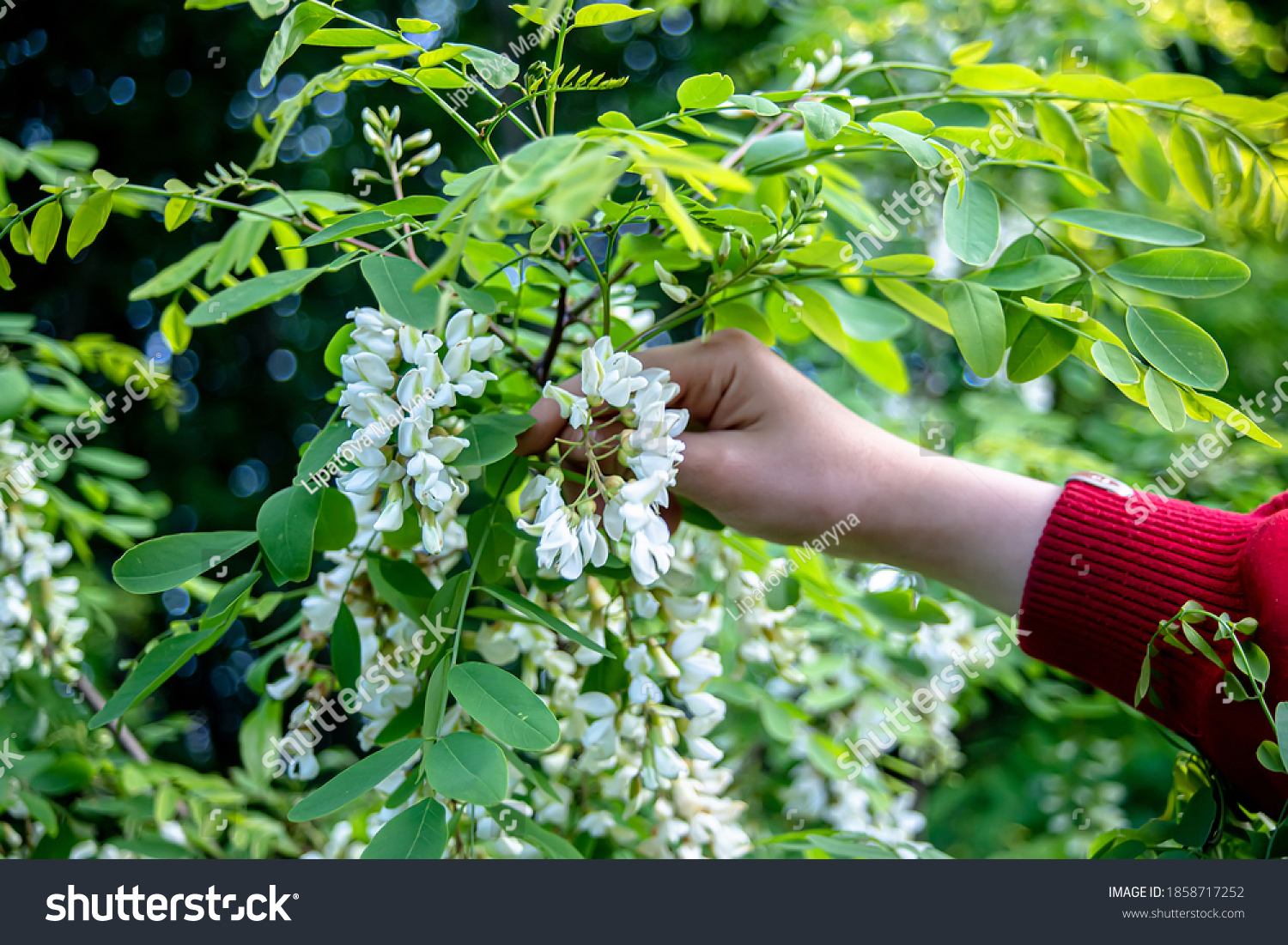 Hand tearing white flowers tree acacia. Blooming clusters of acacia. Honey spring plant. Branches of black locust, Robinia pseudoacacia, false acacia. Closeup, macro. Soft focus #1858717252