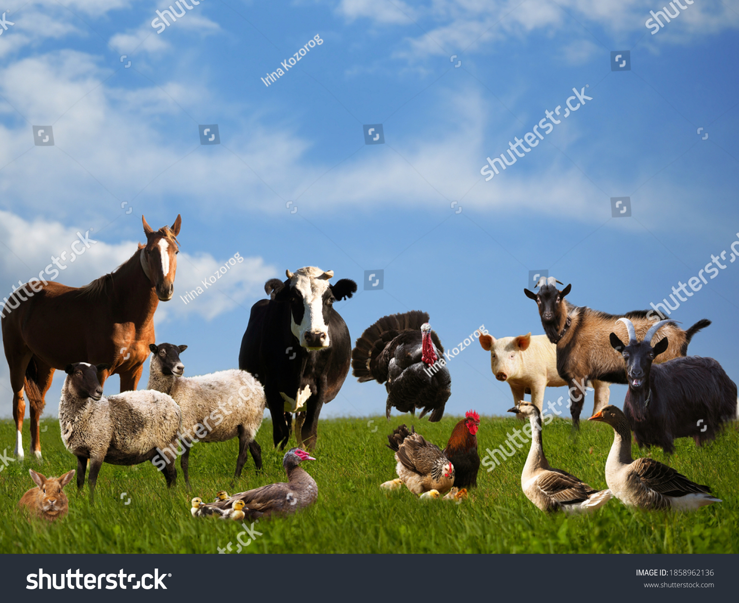 Lots of farm animals on the pasture #1858962136