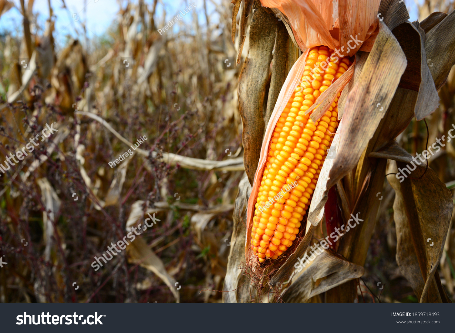Closeup of dry corn cob ready for harvest. #1859718493