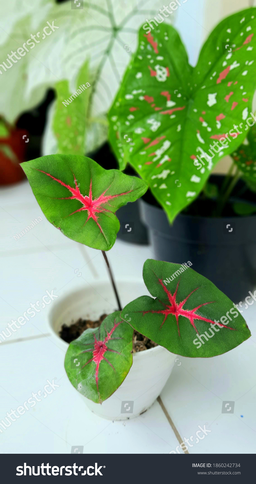 Red Flash Caladium Can Grow To 24 36 Inches 60 Royalty Free Stock Photo Avopix Com