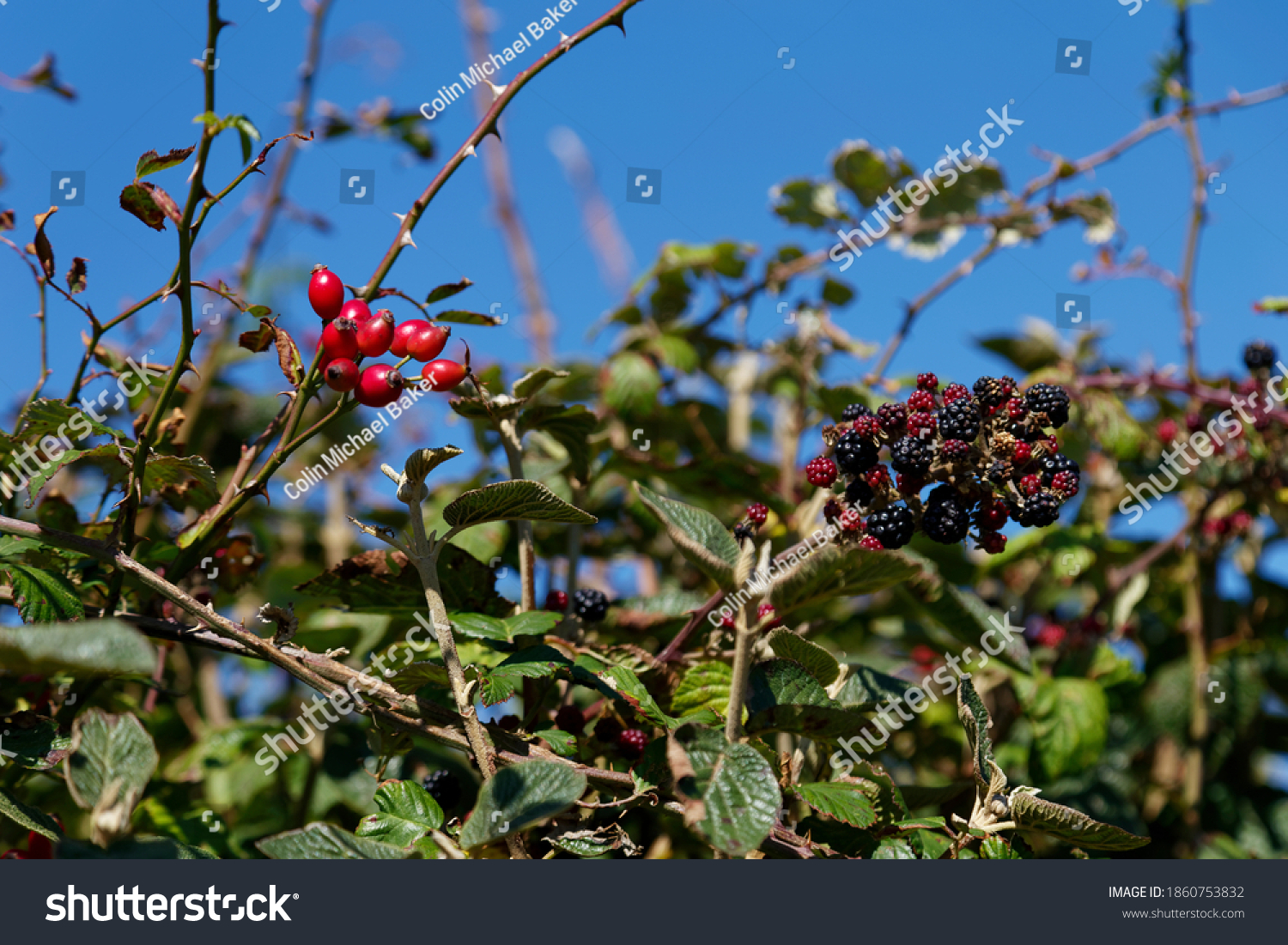 Red rose hips and blackberries in a hedgerow Dorset #1860753832