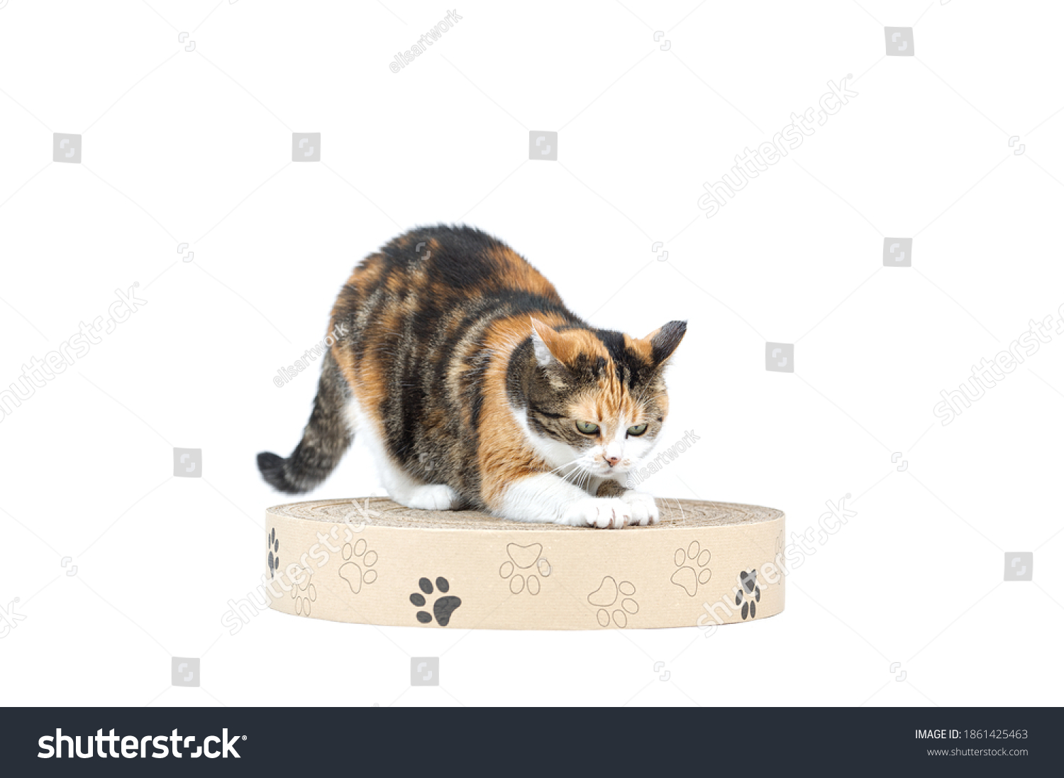 Adul three coloured tabby cat scratching paper cat scratcher with paws from recyclable cardboard isolated on white background #1861425463