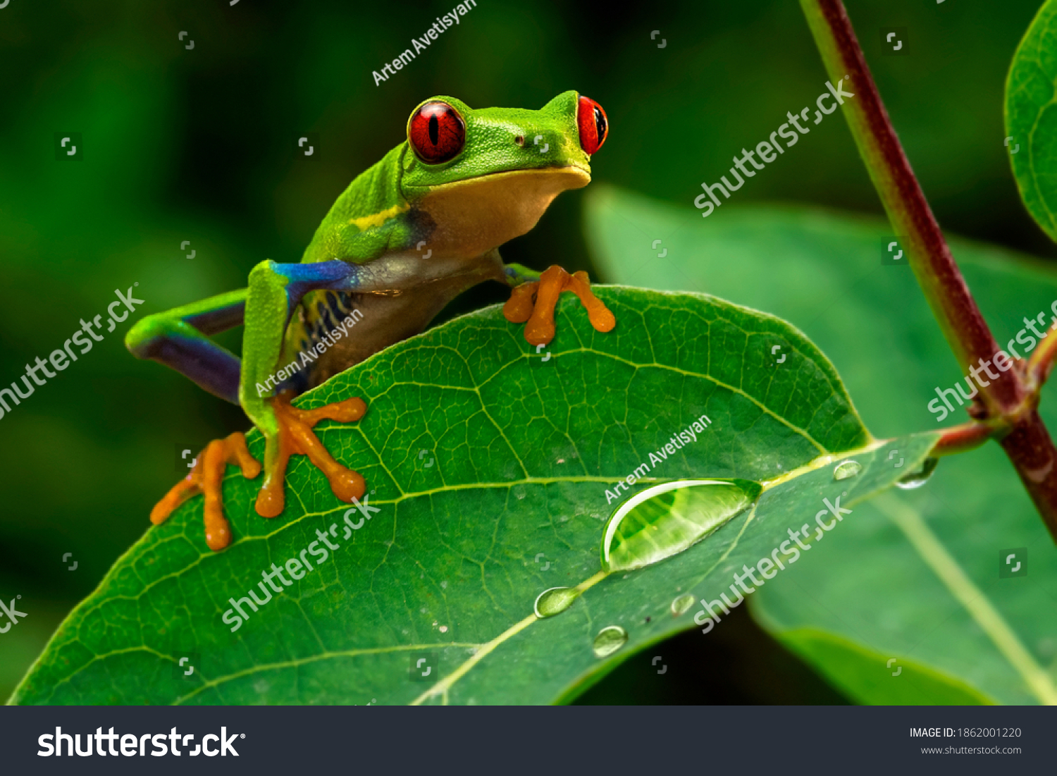 Close-up colorful red-eyed tree frog (Agalychnis callidryas) sitting on the green leaf with rain drops in wet tropical forest #1862001220