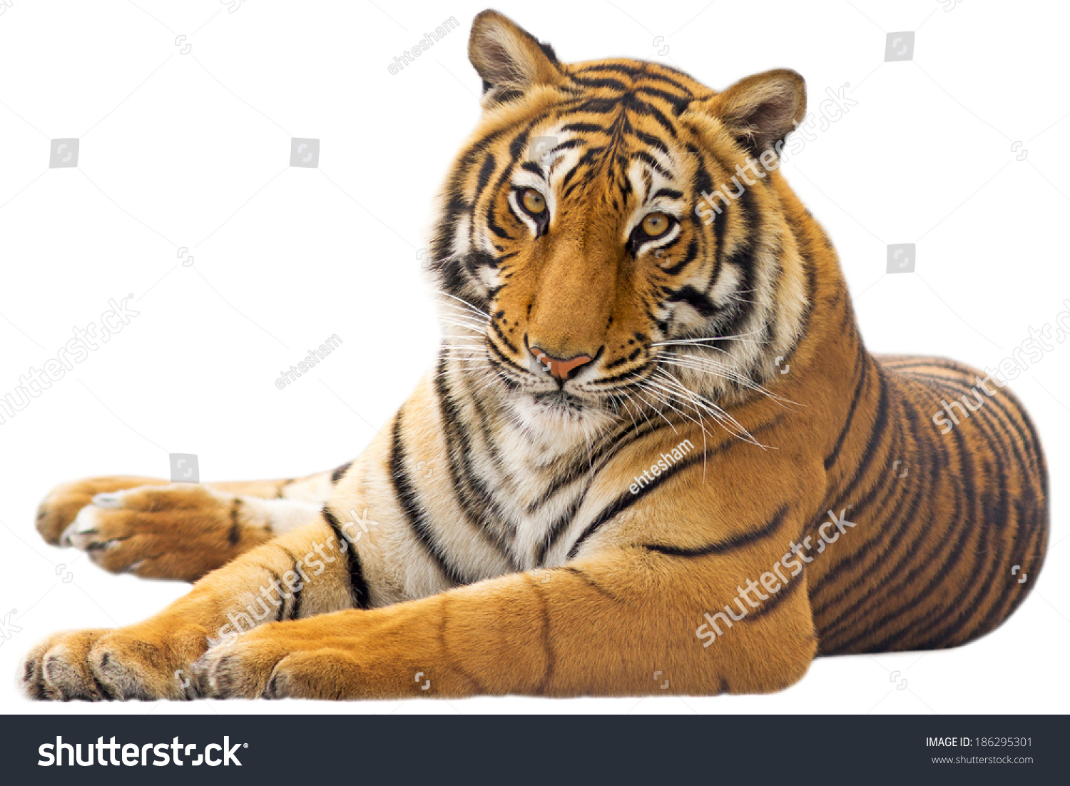 Beautiful tiger - isolated on white background #186295301