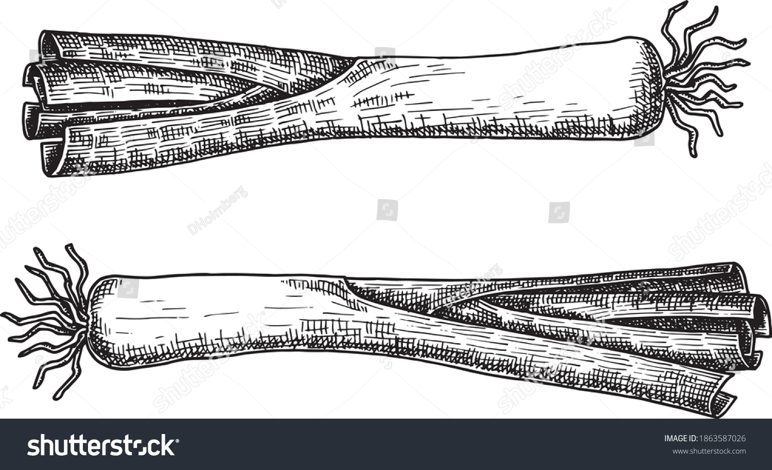 Hand drawn black and white crosshatch vector illustration of two leek. No background. #1863587026