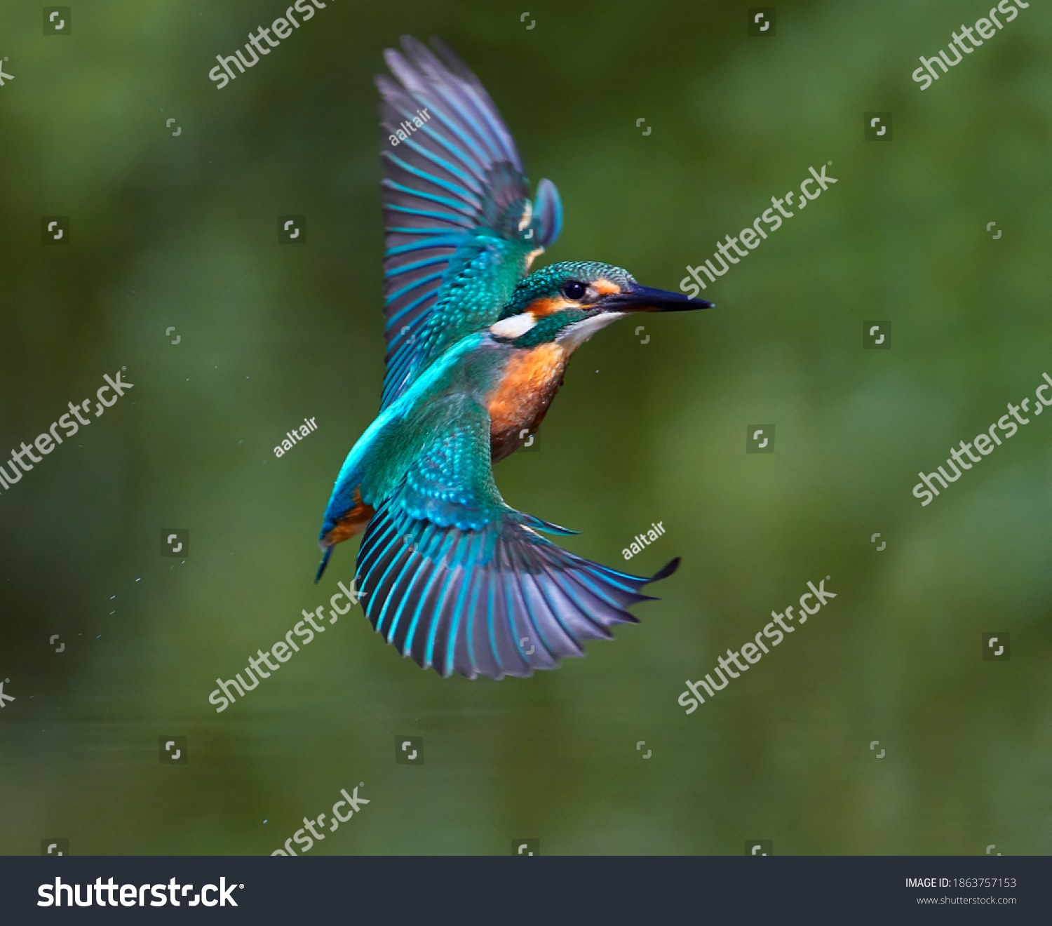 The common kingfisher (Alcedo atthis) also known as the Eurasian kingfisher in natural habitat #1863757153