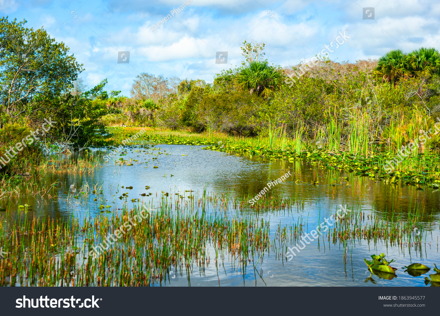 View of wetland areas in the Central Florida. Wetlands and swamps are vitally important ecosystem for supporting a huge diversity of plants and animals. #1863945577