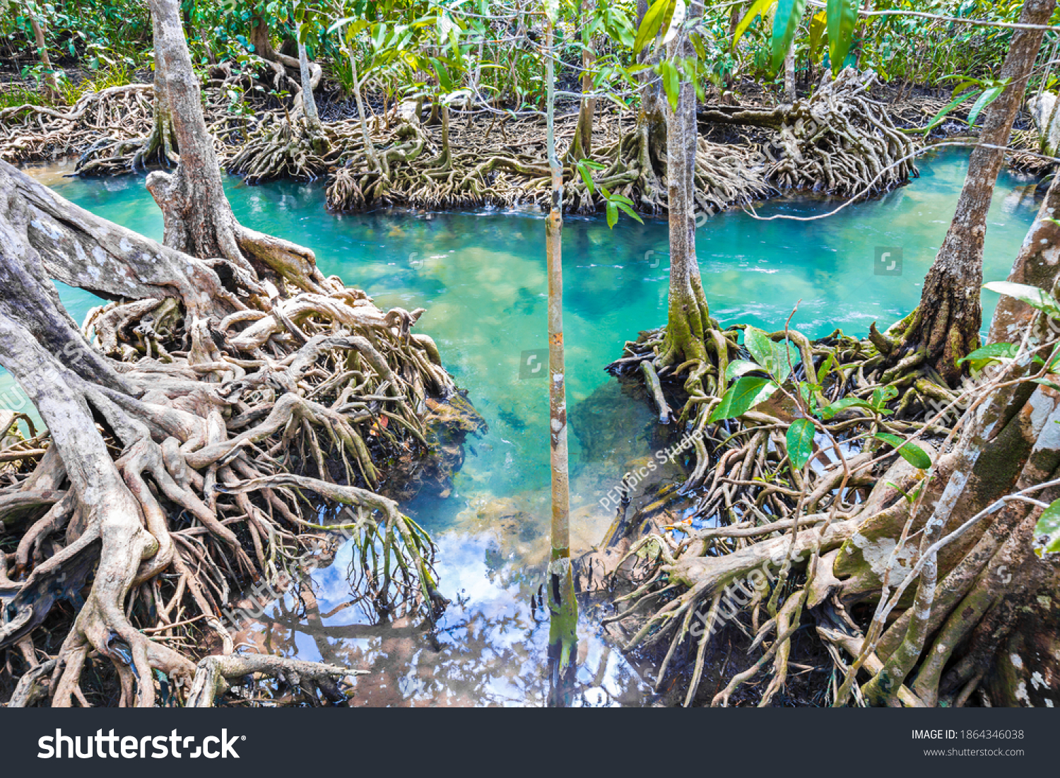 Tropical tree roots or Tha pom mangrove in swamp forest and flow water, Klong Song Nam at Krabi, Thailand. #1864346038