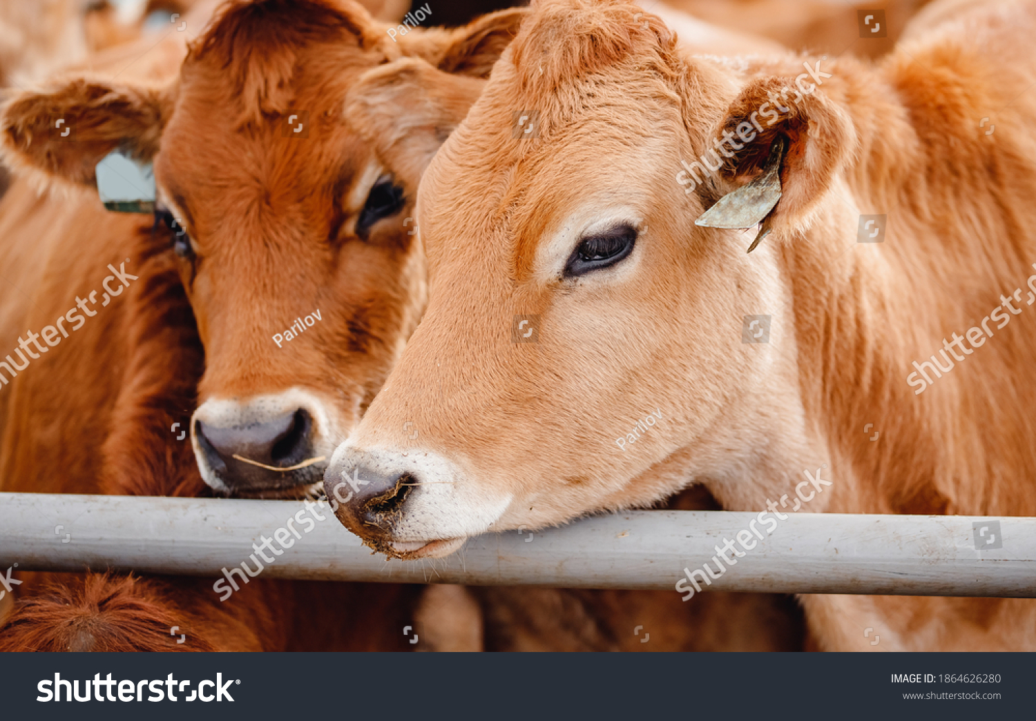 Modern automated farm for breeding red Jersey cows. Meat, milk, cheese livestock industry. #1864626280