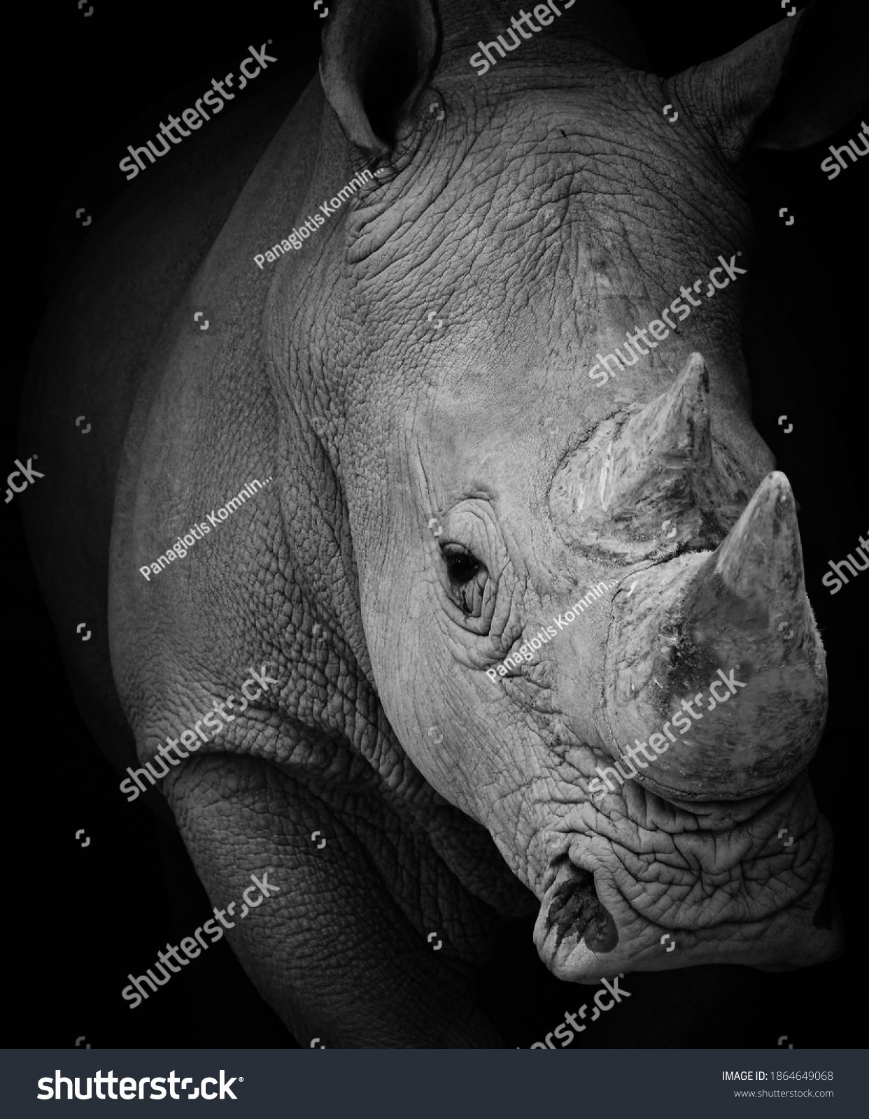 portrait of a rhinoceros at a zoo #1864649068